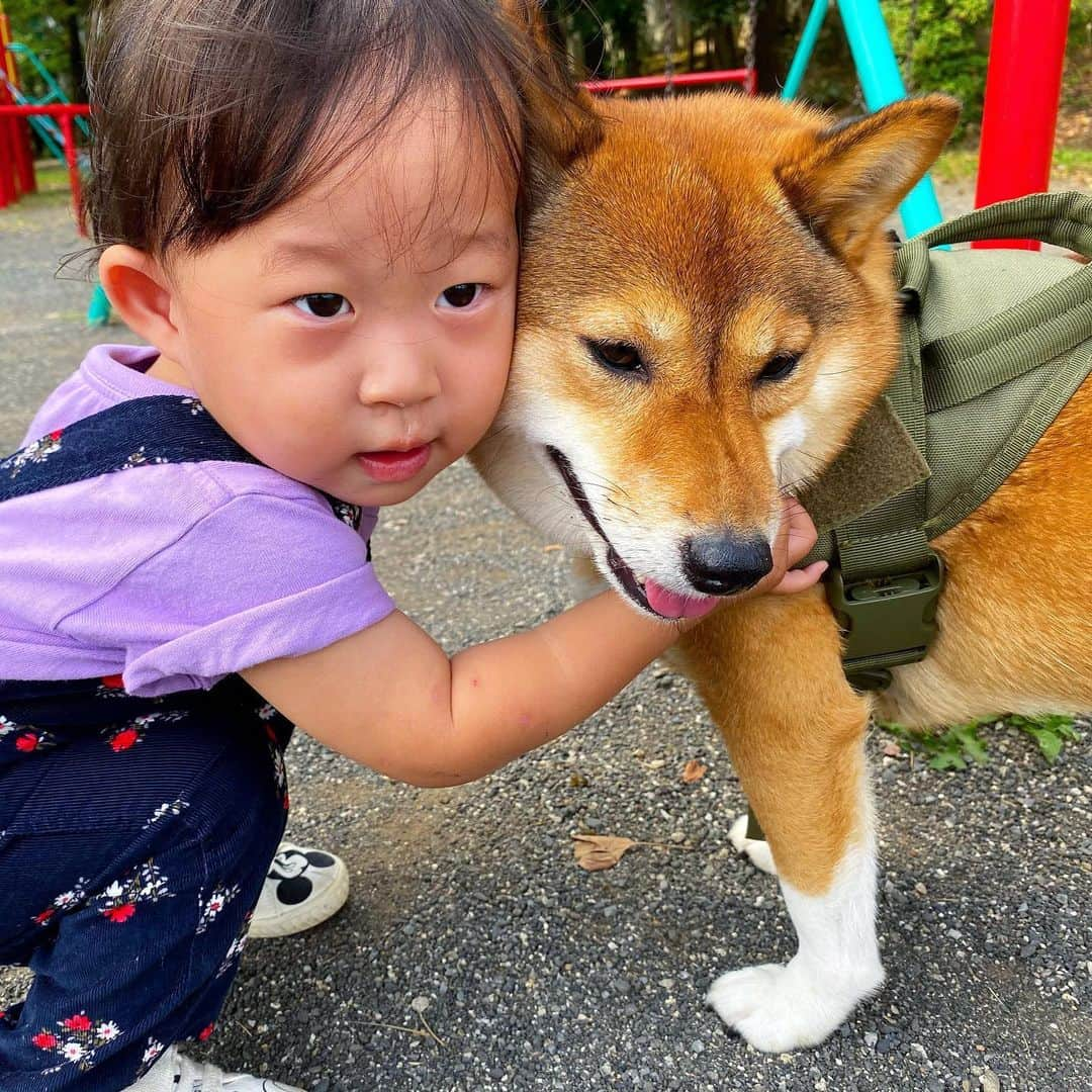 尾形貴弘さんのインスタグラム写真 - (尾形貴弘Instagram)「さくちゃんの鼻水ずるずるは気にしないでね！  #柴犬大好き #柴犬マニア  #愛犬  #赤柴 #しばけん  #しばちゃん  #しばいぬ大好き  #shibainu  #shiba_snap  #犬ばか部  #いぬばか部 #ミク #三九 #39 #パンサー尾形 #赤ちゃん #赤ちゃんのいる暮らし #赤ちゃんと犬 #1歳6ヶ月 #1歳半 #サンキュー #ママリ #ベビフル」9月30日 21時58分 - miku3_miku_9