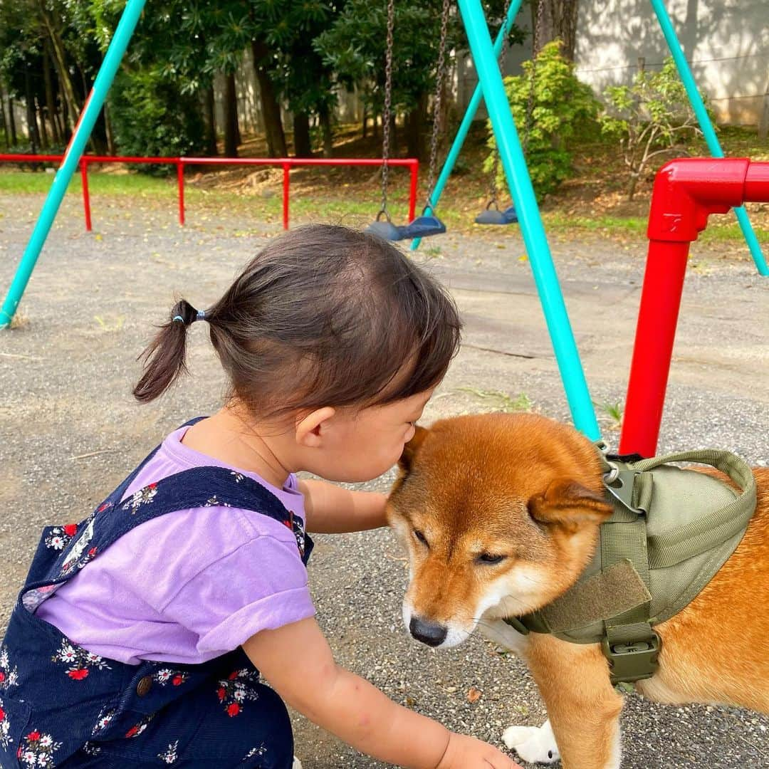 尾形貴弘さんのインスタグラム写真 - (尾形貴弘Instagram)「さくちゃんの鼻水ずるずるは気にしないでね！  #柴犬大好き #柴犬マニア  #愛犬  #赤柴 #しばけん  #しばちゃん  #しばいぬ大好き  #shibainu  #shiba_snap  #犬ばか部  #いぬばか部 #ミク #三九 #39 #パンサー尾形 #赤ちゃん #赤ちゃんのいる暮らし #赤ちゃんと犬 #1歳6ヶ月 #1歳半 #サンキュー #ママリ #ベビフル」9月30日 21時58分 - miku3_miku_9