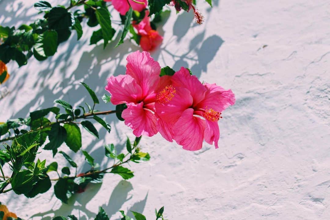 のインスタグラム：「😍🙏🌺🇪🇸✨﻿ ﻿ ﻿ ﻿ ﻿ ﻿ #spain #ibiza  #travelling #beautiful #travel #trip #journey #travelgram #love #happy #hibiscus #nature  #instagood #art #amazing #photooftheday  #island #traveler #flowers #instatravel #travellover  #スペイン  #イビサ島 #海外 #海外旅行 #旅  #旅行  #海外生活 #🌺 #🇪🇸」
