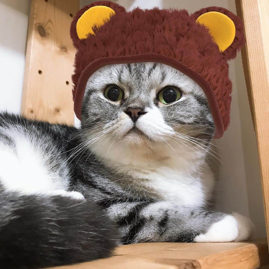 KATSUOのインスタグラム：「🐱❤️🐻 . #cat #catsofinstagram #catstagram #instacat #cutecat #katsuo #ピッタリやん #ジャストフィット #秋仕様」