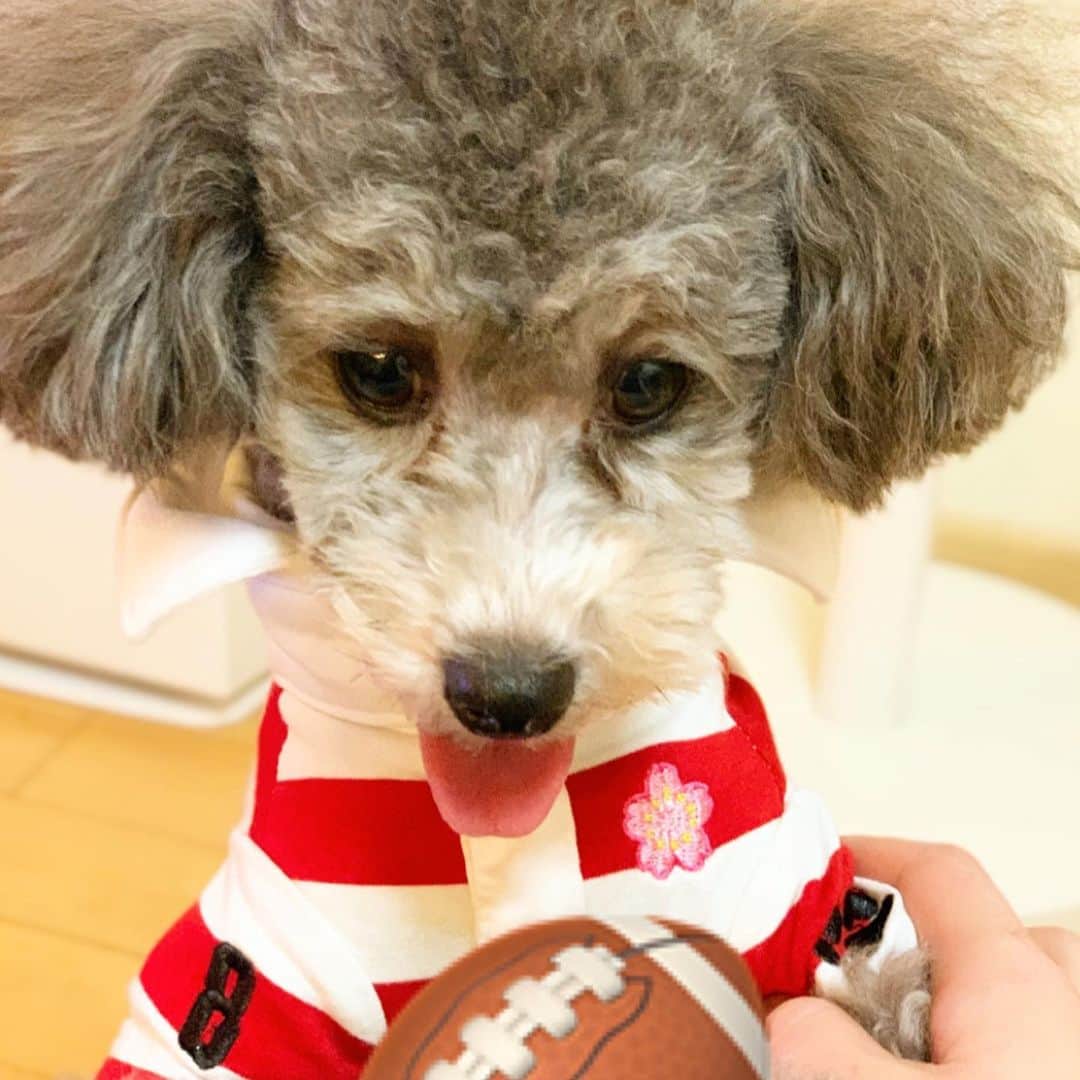 joujouのインスタグラム：「ラグビーワールドカップ！！🏉 興味なかったけど、見始めたら おもしろいね🧡  はいそこで恒例のコスプレ！ 一瞬であっ！ この時のラウや！って分かるから思い出に🧡  #トイプードルシルバー  #toypoodle  #ラグビーワールドカップ2019  #背番号は特に選んでません #垂れ目だから本当嫌そうな顔に拍車がかかるね笑 #dogdept」