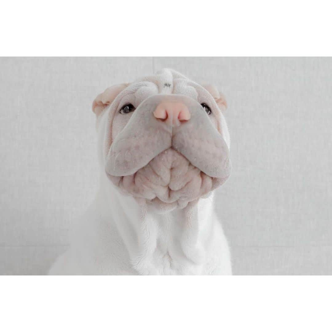 annie&pADdinGtoNさんのインスタグラム写真 - (annie&pADdinGtoNInstagram)「Little Lamb 🐑 #Lambington #puppy #sharpei #sharpeisofinstagram #weeklyfluff #instagood #dog #dogs #dogsofinstagram #puppy #puppiesofinstagram #cheeks #littlelamb #wrinkles #love #dog_features #iloveyoutothemoonandback」10月1日 12時56分 - anniepaddington