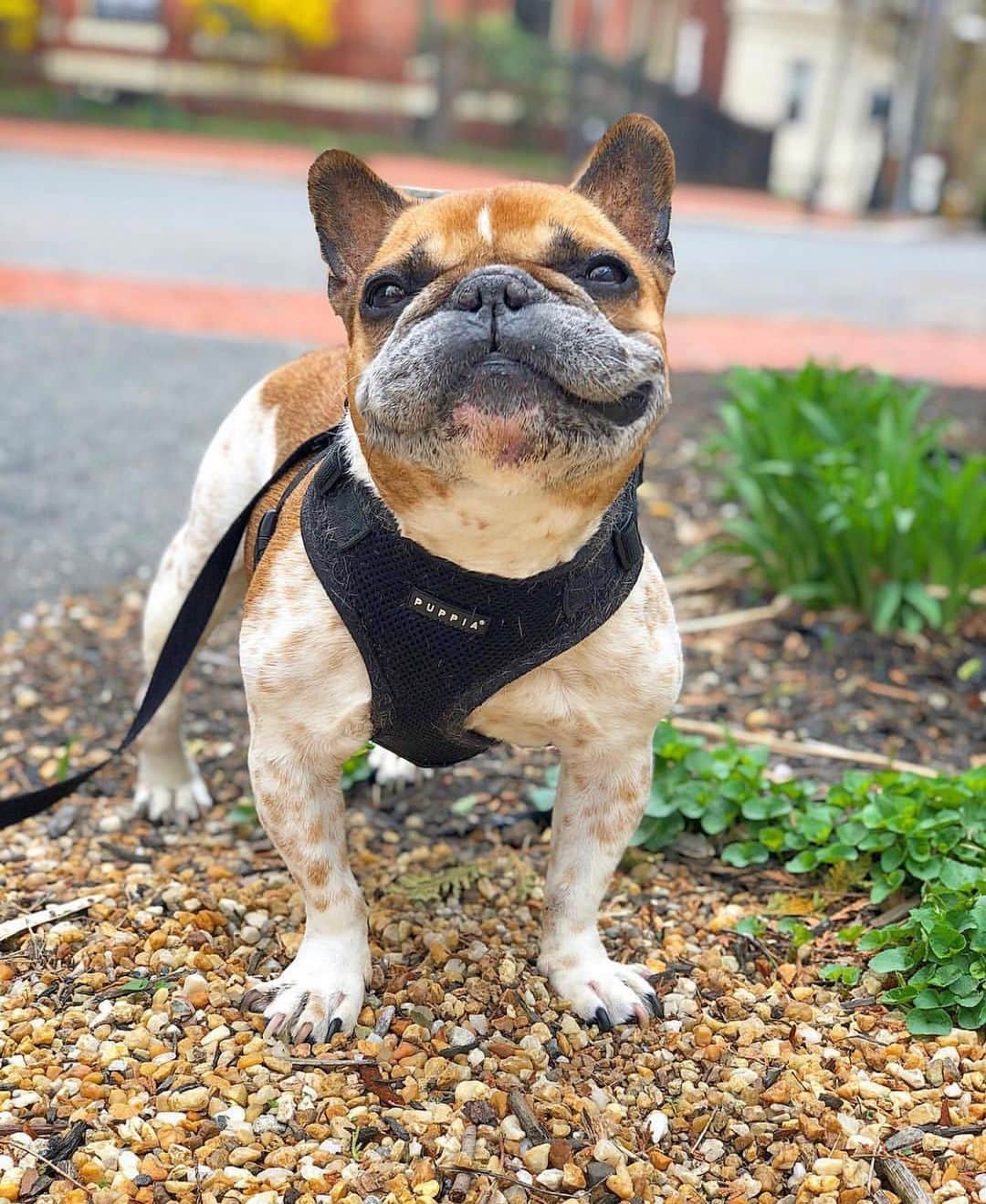 Sir Charles Barkleyさんのインスタグラム写真 - (Sir Charles BarkleyInstagram)「My family and I are extremely sad to say goodbye to one of our longest frenchie buddies, @bonjournino. He was one of the first frenchies we followed on IG because his eyes reminded us of Barkley and his account always made us laugh. We finally got to meet this goofball last year and so happy we will always have those memories.  Nino has always been involved in the Frenchie community and @frenchbulldogrescue. Such a lover this guy and we will love him always. Forever in our hearts. We’ll miss you my friend. ❤️ #ninoforever」10月1日 13時14分 - barkleysircharles