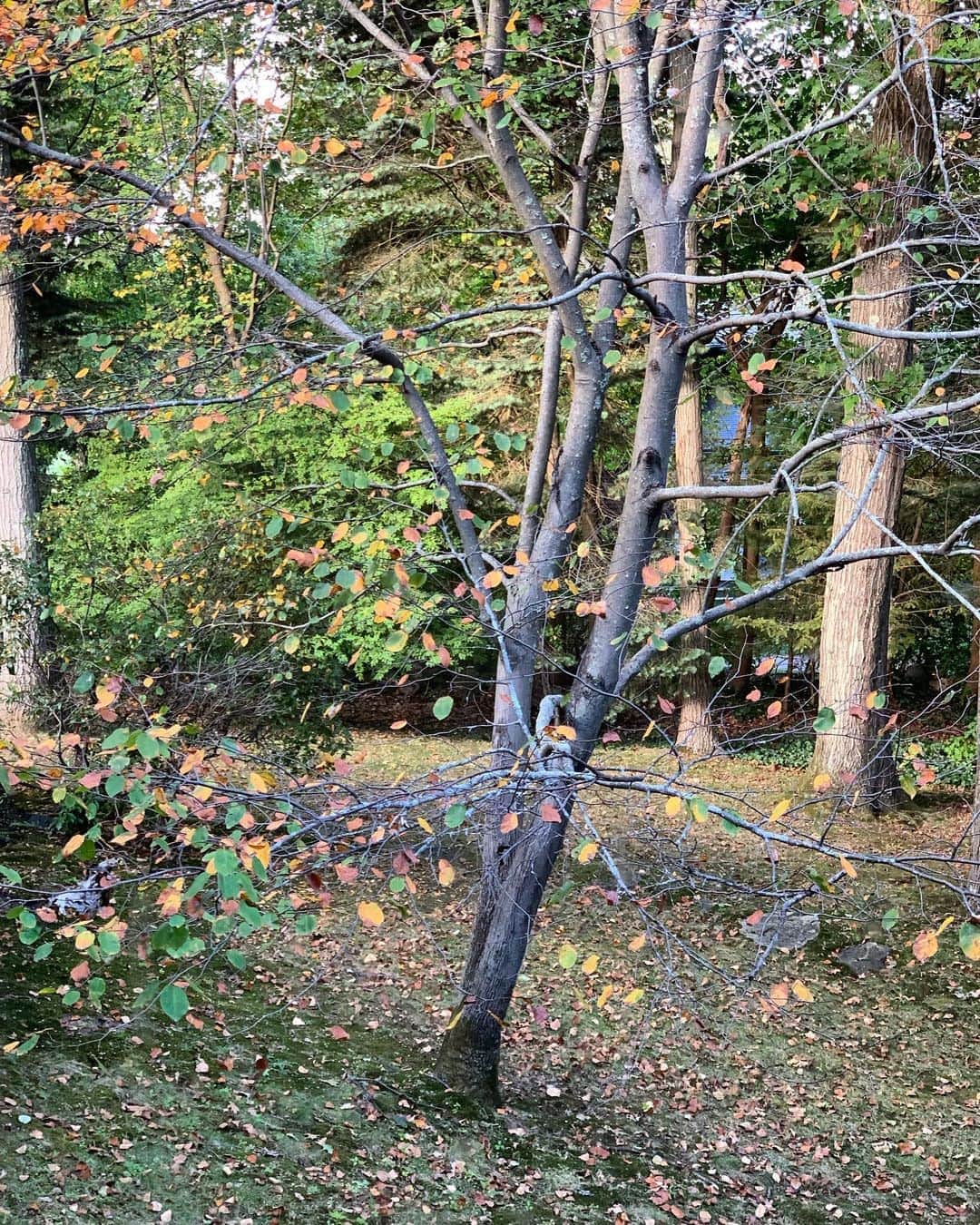 エリザ・ドゥシュクのインスタグラム：「The most beautiful blue bird landed on this tree branch today for abt 6 seconds.. It was about the most NatGeo/postcard image I’ve seen in real life. I didn’t get a pic it happened so fast- I guess it was just for me :) 💙 xo」