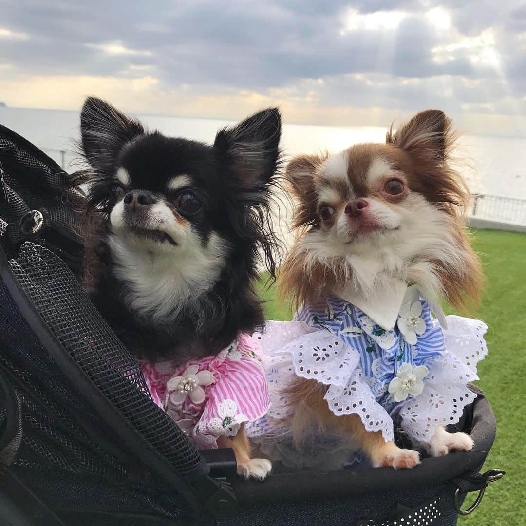 kayoのインスタグラム：「* * おはよー☀️ * * 今日から10月🍁🍄🍠 はやいーー😂 * * Melon💗Lychee * * #chihuahua#chihuahualove#dogstgram#dog#instadog#チワワ#チワワ大好き * *」