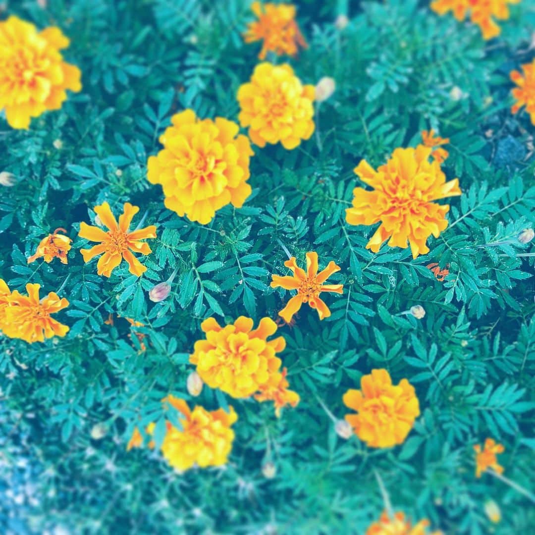中野敬久さんのインスタグラム写真 - (中野敬久Instagram)「#flower #flowersoflife #orange #blossom」10月1日 7時30分 - hirohisanakano
