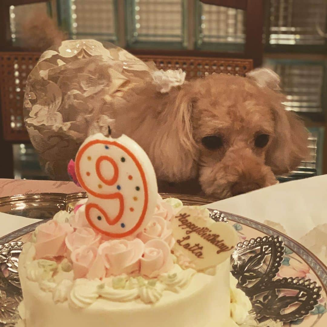 田中康夫のインスタグラム：「宴の後の儚さにennuiアンニュイな表情のロッタなの💛 一昨日は９歳の生誕祭🎂 ＃doglover🐩＃doglovers」