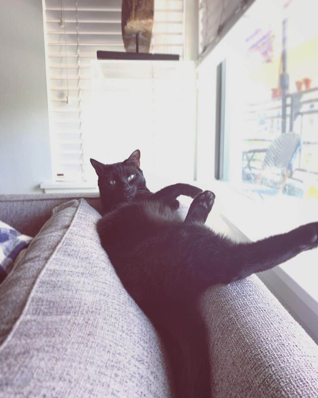 カティ・ショーのインスタグラム：「grade A instagram cat #content」