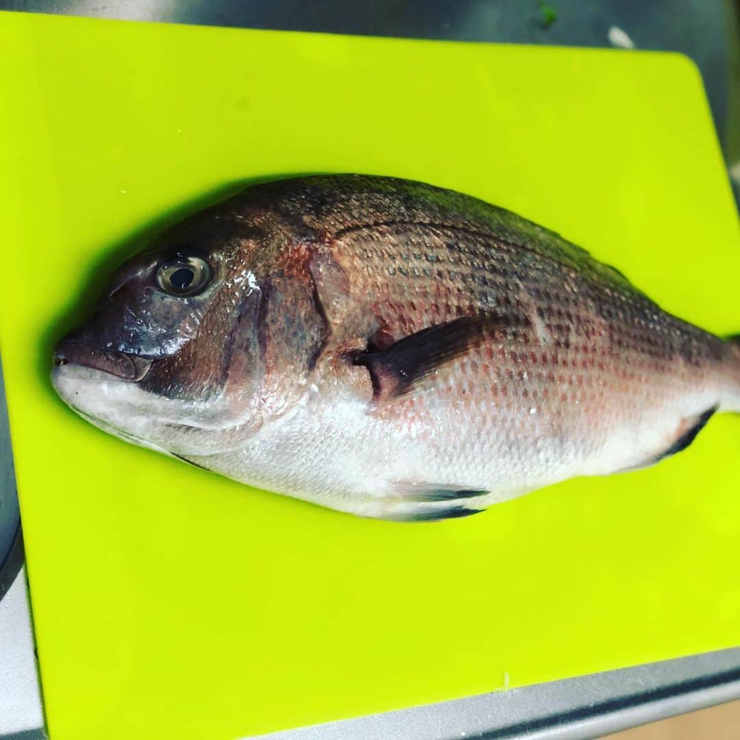 小川航基さんのインスタグラム写真 - (小川航基Instagram)「また釣り。  #それではこちらを捌いていく #くっくさん #タイしゃぶ」10月1日 21時18分 - koki4629