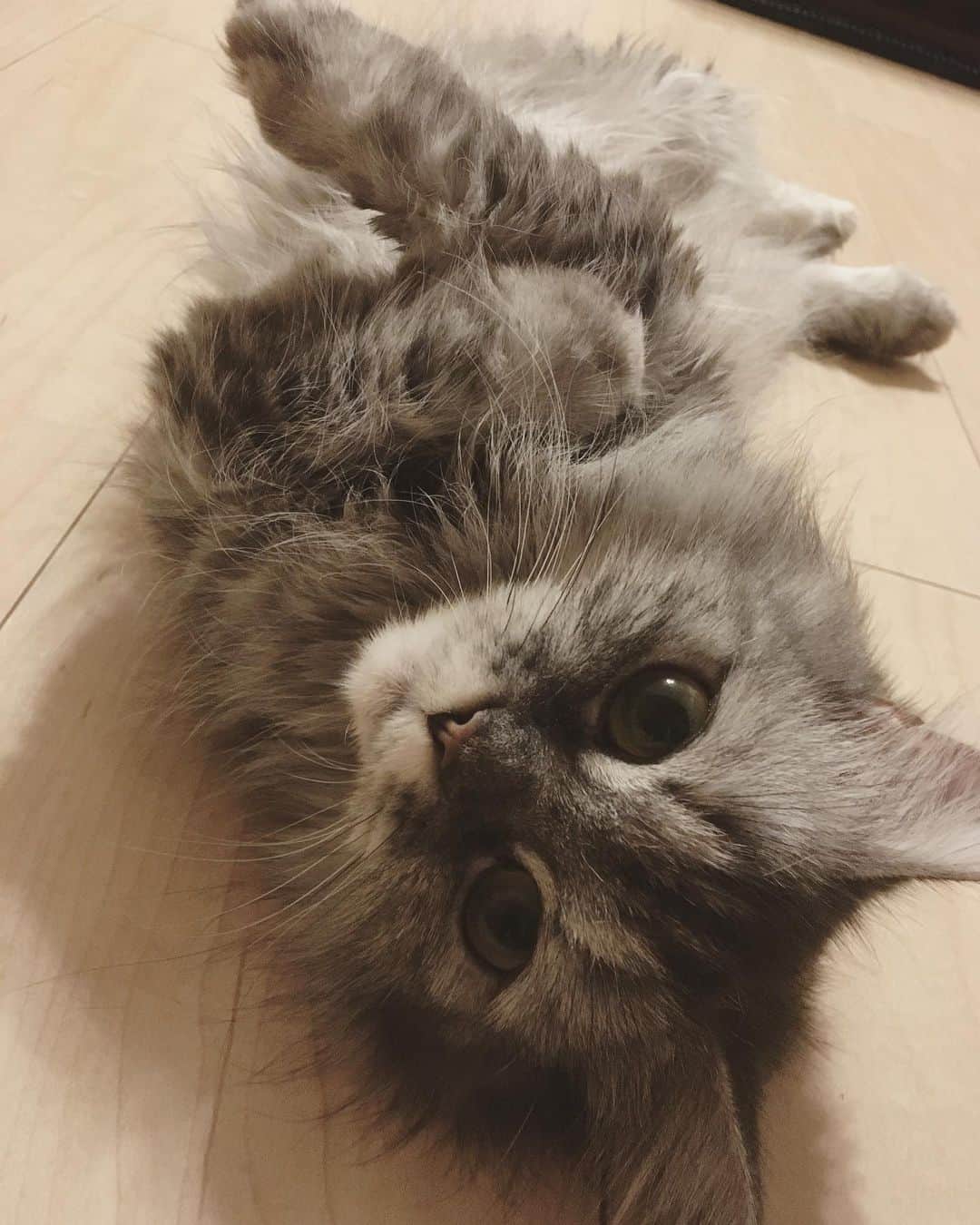 藤原ゆかのインスタグラム：「グラビアポーズ🐈 #munchkin #マンチカン短足」