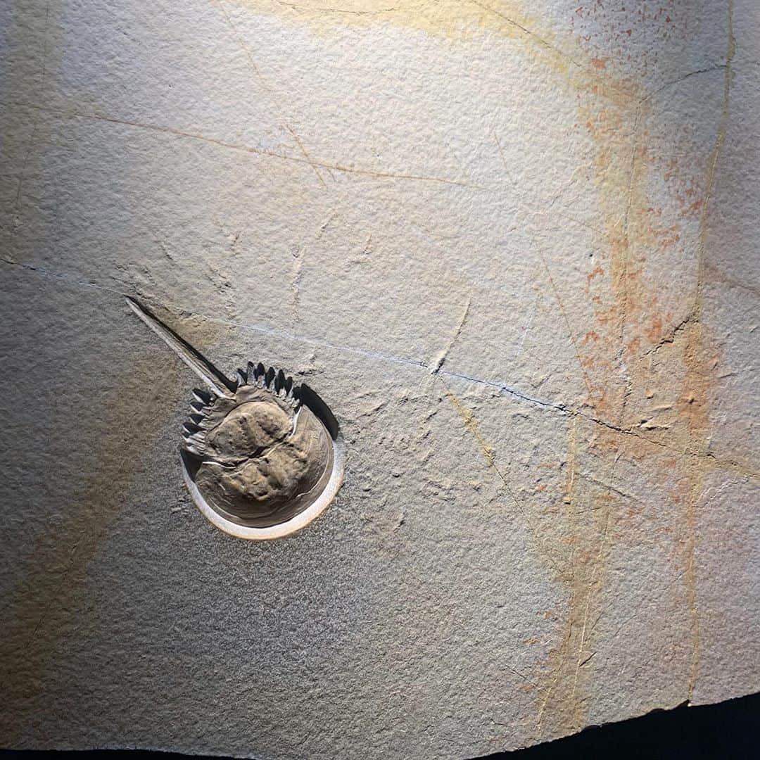 水川あさみのインスタグラム：「福井の恐竜博物館が最高に素晴らしかった🦖🦕」