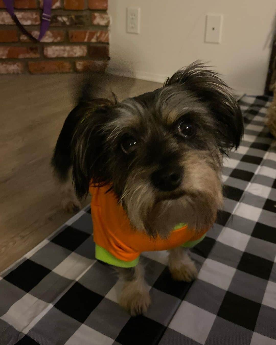 Bailey Rayneさんのインスタグラム写真 - (Bailey RayneInstagram)「I’m over here taking puppy torture to a whole new level lol They don’t mind the costumes but sitting still is almost impossible for both 😍🎃🐶」10月1日 13時47分 - bairay92