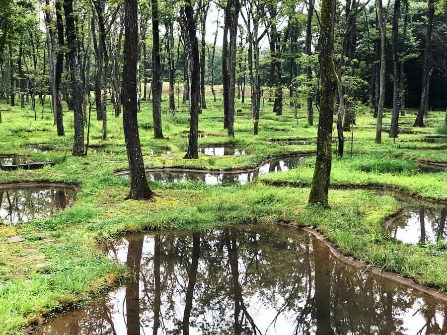 進藤やす子さんのインスタグラム写真 - (進藤やす子Instagram)「（ひとつ前の投稿の続きです） . #アートビオトープ那須 に新たなランドスケープ #水庭 が誕生したのは昨年6月。水庭に隣接する森にホテルを建設することになり（来年秋開業予定）、建築家の #石上純也 氏はそこにあった318本の木々を全て形をスケッチし其々に番号を振り立面図を起こし、それらを元にどこから見ても重ならないよう移植し直したのが この水庭なんです。 . 1日に移植できたのはわずか4本。完成までには4年もの歳月を要しました。 大小160個の池は奥に行くほど大きくなり（写真は一番奥から撮影しています）、採掘した石を飛び石にし、そこを辿ると水庭を周遊できるようになっています。 . 水庭を見に行く際は #水庭見学ツアー に是非参加してみてください。ガイドさんから話を聞くと水庭が建築といわれる所以が分かります。 . なおアートビオトープ那須の宿泊者は常時散策できるので朝の静かな時間の水庭を堪能できます。写真のモノトーンの服のカップルも宿泊者。ワンコは既述のフーガくん。 . 人工的に作られた水庭には小さな虫たちの姿も見受けられ、しっかり生態系が宿っていました。 . . 私は緑が美しい時期に行きたいと思いちょうど1ヶ月前に訪問しましたが、紅葉🍁の季節も、積雪する季節も美しいそう。来年秋以降なら新しいホテルに宿泊して、というのも良さそうです。 . . #那須 #アートスポット  #進藤やす子の欲ばり週末旅 （←GLOW誌面も見てね！）」10月1日 15時45分 - yasukoshindo