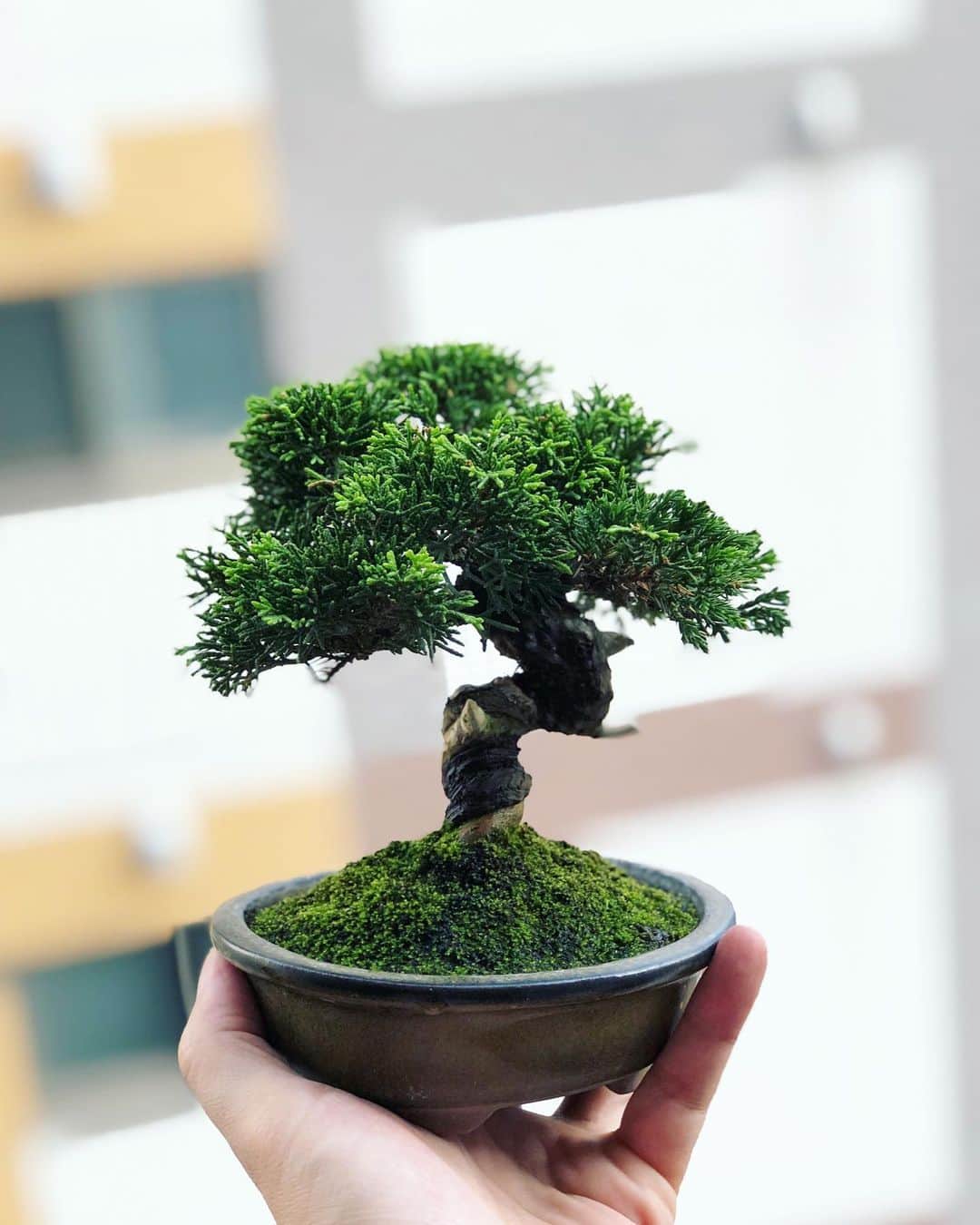 金成公信のインスタグラム：「真柏。いつかもっとでかいの欲しいな。 #盆栽 #bonsai #bonsaijapan #japanesebonsai #wabisabi #bonsailovers #bonsailife #bonsaitree #bonsaiart #bonsaigram #bonsaiworld #plants #tree #greenlife #greenlifestyle #苔 #moss」