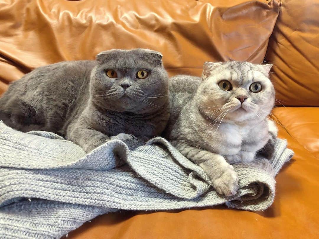 Baconのインスタグラム：「BEST FRIENDS FOREVER 👫💛😻#BFF」