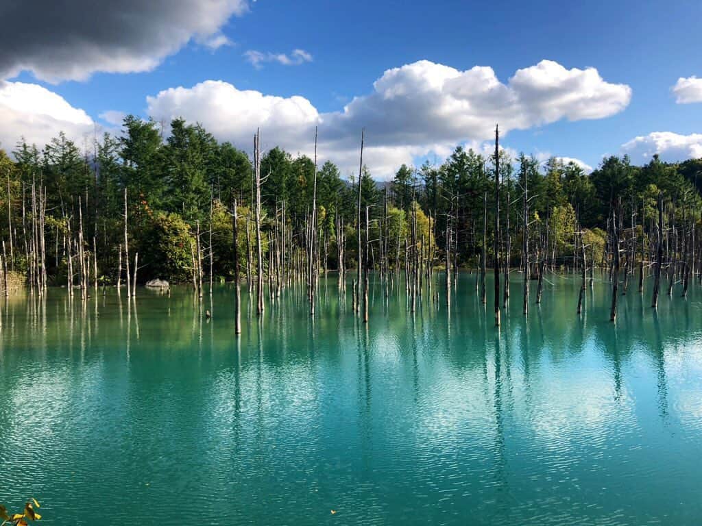 しょーりん（ウルトラ寿司ふぁいやー）のインスタグラム：「青い池。そのままなんだけどめっちゃ青かった。﻿ ﻿ #青い池  #白金青い池  #美瑛」