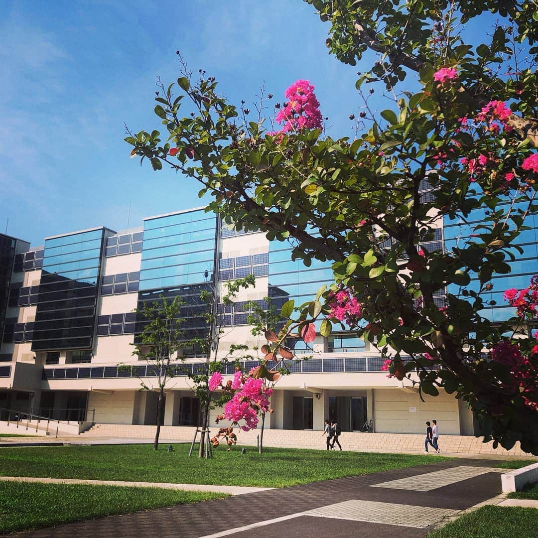 法政大学さんのインスタグラム写真 - (法政大学Instagram)「小金井キャンパスの中庭。すっきりとした秋晴れの空とピンク色の花が綺麗なコントラストになっています。 #法政 #大学 #hosei #university #小金井 #キャンパス #花 #campus #flower #青空 #hoseiblue #bluesky」10月1日 17時50分 - hosei_university