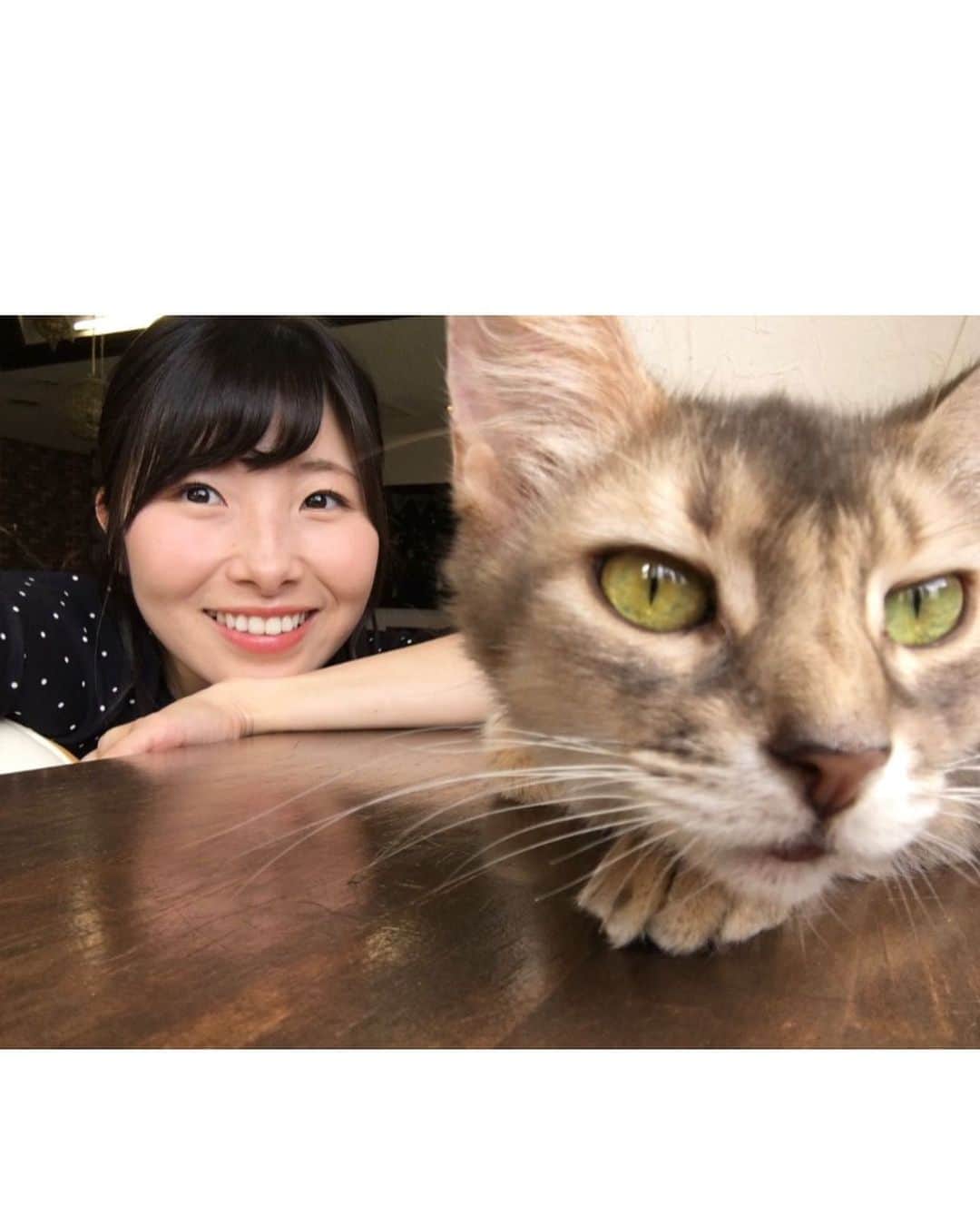 齋藤恵梨さんのインスタグラム写真 - (齋藤恵梨Instagram)「. きょうのトクおし！は 長岡市の「ポキパス」の話題をお伝えしました📕 . お得に買い物が出来たり お得なサービスが受けられるポッキリパスポート。 . このポキパスを利用して猫カフェに行ってきました！ ポキパス特典は0円ポッキリのねこパンチ。 可愛い猫ちゃんたちに癒されました〜🐈💕 . . #新潟 #長岡 #ポキパス #ねこ #ネコ #猫 #キャット #cat #猫カフェ #癒し #かわいい #可愛い #可愛い猫の画像を検索して癒されるのが私の日課 #癒しを求めている全ての人に届くようにハッシュタグたくさんつけた #届け」10月1日 18時06分 - eri_saito1213