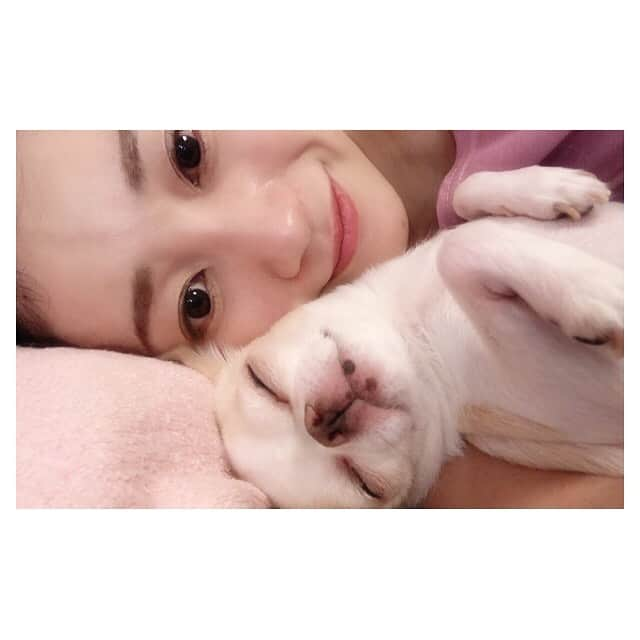 夢咲ねね（赤根那奈）さんのインスタグラム写真 - (夢咲ねね（赤根那奈）Instagram)「· 10月🍁 · 🐶気持ちよさそうに寝てました❤️ · そんな今日は『BIGFISH』全員集合、 そして顔合わせでした🐠✨ いよいよ本稽古です。 · #BIGFISH #ビッグフィッシュ #ミュージカル #シアタークリエ #再演 #October #1001 #しゃべ先生 #熟睡 #チワ狆 #🐶❤️」10月1日 18時41分 - yumesaki__nene