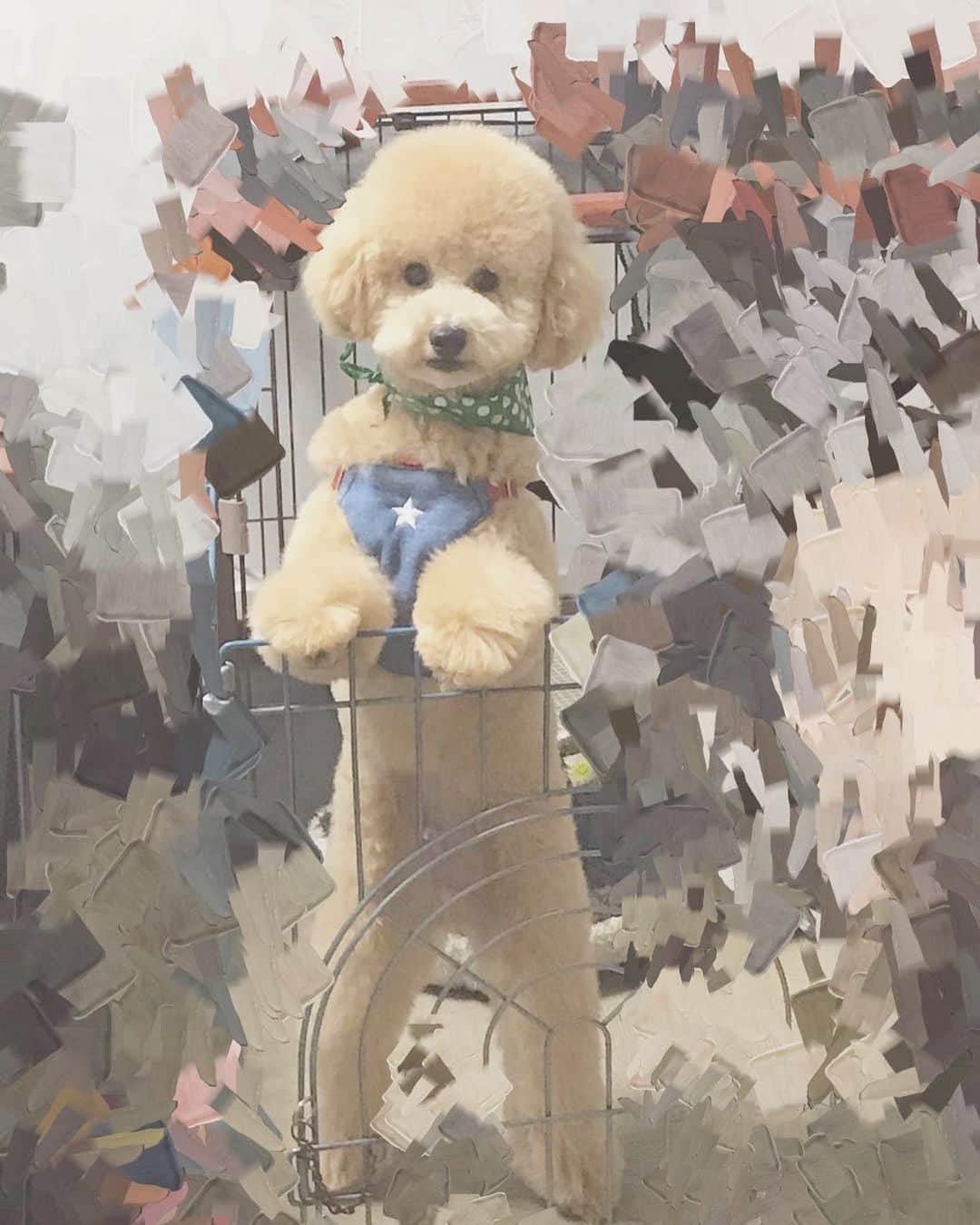 プー・ルイさんのインスタグラム写真 - (プー・ルイInstagram)「ちっちゃい頃のコタ🐶じわる  #タイニープードル #愛犬 #かわいいいぬ」10月1日 18時54分 - pour_lui0820