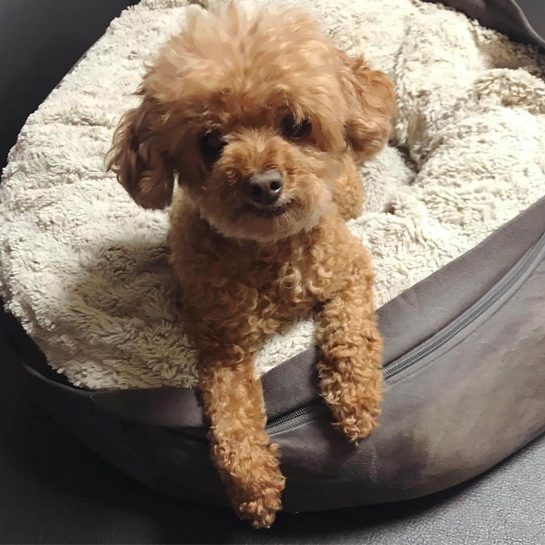 棚橋弘至さんのインスタグラム写真 - (棚橋弘至Instagram)「ハナ、ただいま♪ #toypoodle」10月1日 19時16分 - hiroshi_tanahashi