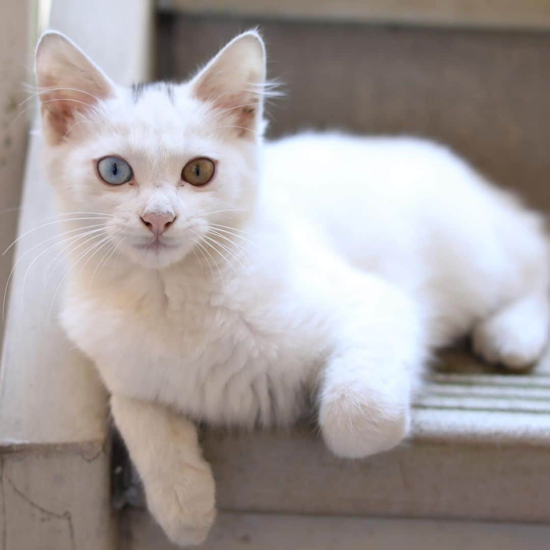りくさんのインスタグラム写真 - (りくInstagram)「野良猫ちゃんの可愛い写真♪ 二匹とも可愛い😍💕　#野良猫 #ねこ #猫 #可愛い #cat #cats #kitty #cute #cutecat #gato #gatos」10月1日 19時21分 - riku_chan.rocky