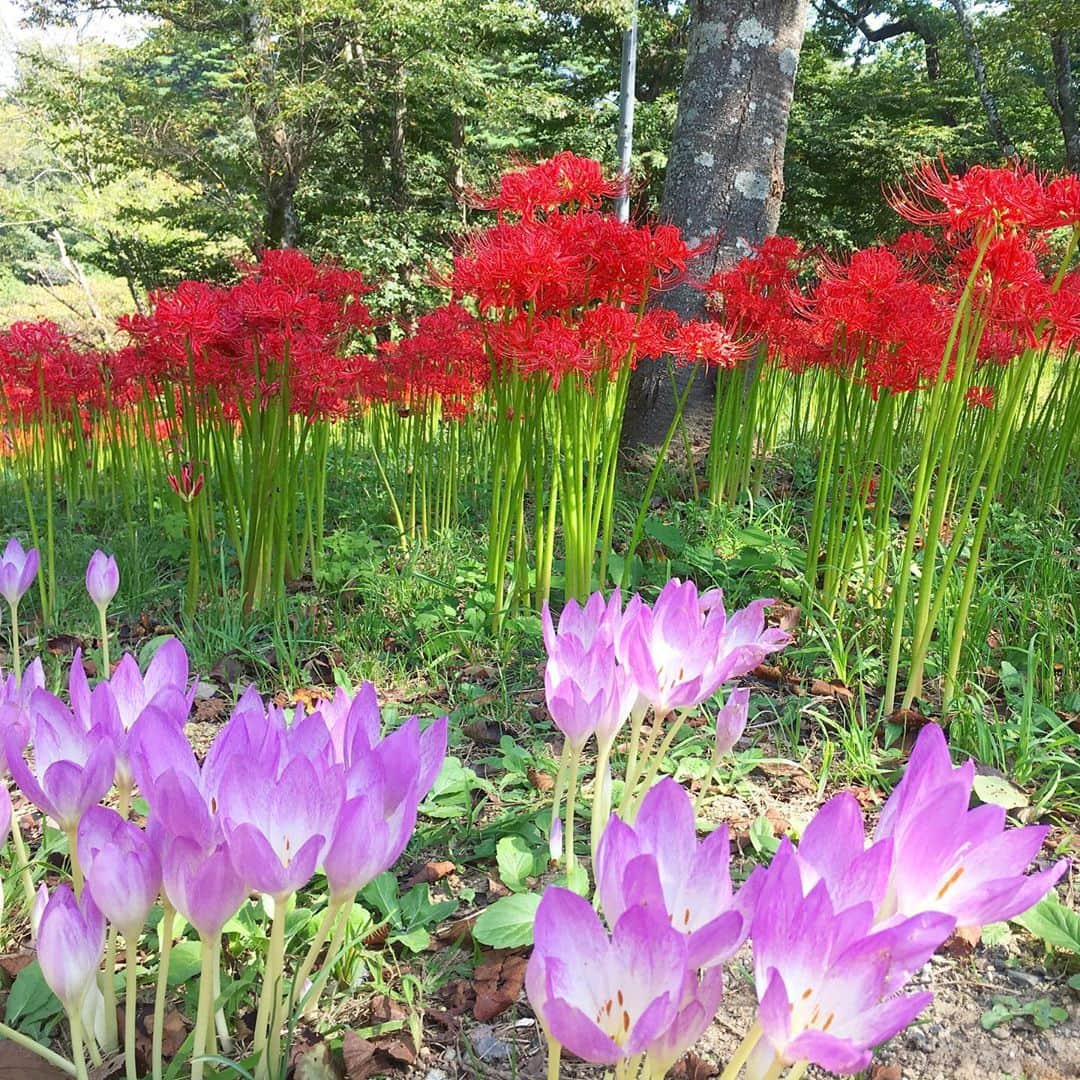 bon ponさんのインスタグラム写真 - (bon ponInstagram)「船岡城址公園の曼珠沙華(まんじゅしゃげ)が見頃だとTVのニュースで知って、見に行って来ました。 ・ 曼珠沙華は「天上の花」という意味で、良いことが起こる前触れには赤い花が天からふってくるといういい伝えがあるそうです。25万本の曼珠沙華(彼岸花)が咲き誇り、公園を赤く染めていました😍😍 ◆開催期間／2019年9月14日(土)〜10月6日(日) 当初は9月29日までの予定でしたが、1週間延長になりました。 ◆場所／柴田町船岡城址公園 ・ ・ #曼珠沙華まつり #船岡城址公園 #曼珠沙華 #彼岸花 #夫婦 #60代 #ファッション #コーディネート #リンクコーデ #夫婦コーデ #グレイヘア #白髪 #共白髪 #couple #over60 #fashion #coordinate #instafashion #instagramjapan #greyhair #bonpon511」10月1日 19時40分 - bonpon511