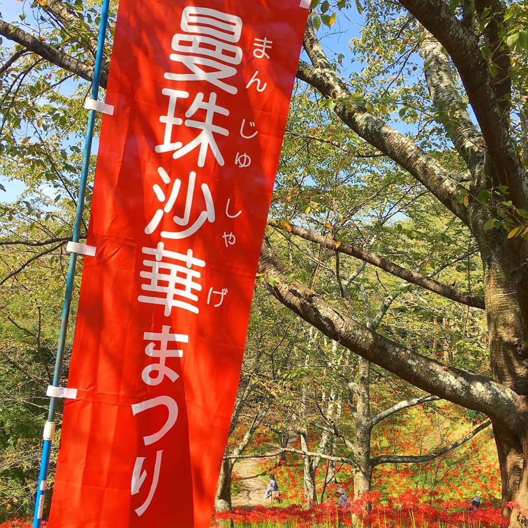 bon ponさんのインスタグラム写真 - (bon ponInstagram)「船岡城址公園の曼珠沙華(まんじゅしゃげ)が見頃だとTVのニュースで知って、見に行って来ました。 ・ 曼珠沙華は「天上の花」という意味で、良いことが起こる前触れには赤い花が天からふってくるといういい伝えがあるそうです。25万本の曼珠沙華(彼岸花)が咲き誇り、公園を赤く染めていました😍😍 ◆開催期間／2019年9月14日(土)〜10月6日(日) 当初は9月29日までの予定でしたが、1週間延長になりました。 ◆場所／柴田町船岡城址公園 ・ ・ #曼珠沙華まつり #船岡城址公園 #曼珠沙華 #彼岸花 #夫婦 #60代 #ファッション #コーディネート #リンクコーデ #夫婦コーデ #グレイヘア #白髪 #共白髪 #couple #over60 #fashion #coordinate #instafashion #instagramjapan #greyhair #bonpon511」10月1日 19時40分 - bonpon511