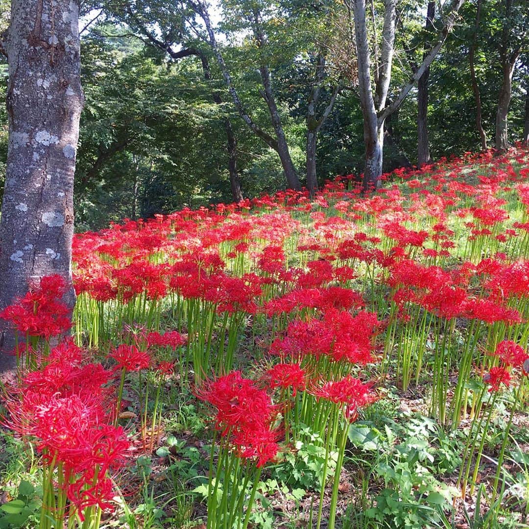 bon ponさんのインスタグラム写真 - (bon ponInstagram)「船岡城址公園の曼珠沙華(まんじゅしゃげ)が見頃だとTVのニュースで知って、見に行って来ました。 ・ 曼珠沙華は「天上の花」という意味で、良いことが起こる前触れには赤い花が天からふってくるといういい伝えがあるそうです。25万本の曼珠沙華(彼岸花)が咲き誇り、公園を赤く染めていました😍😍 ◆開催期間／2019年9月14日(土)〜10月6日(日) 当初は9月29日までの予定でしたが、1週間延長になりました。 ◆場所／柴田町船岡城址公園 ・ ・ #曼珠沙華まつり #船岡城址公園 #曼珠沙華 #彼岸花 #夫婦 #60代 #ファッション #コーディネート #リンクコーデ #夫婦コーデ #グレイヘア #白髪 #共白髪 #couple #over60 #fashion #coordinate #instafashion #instagramjapan #greyhair #bonpon511」10月1日 19時40分 - bonpon511