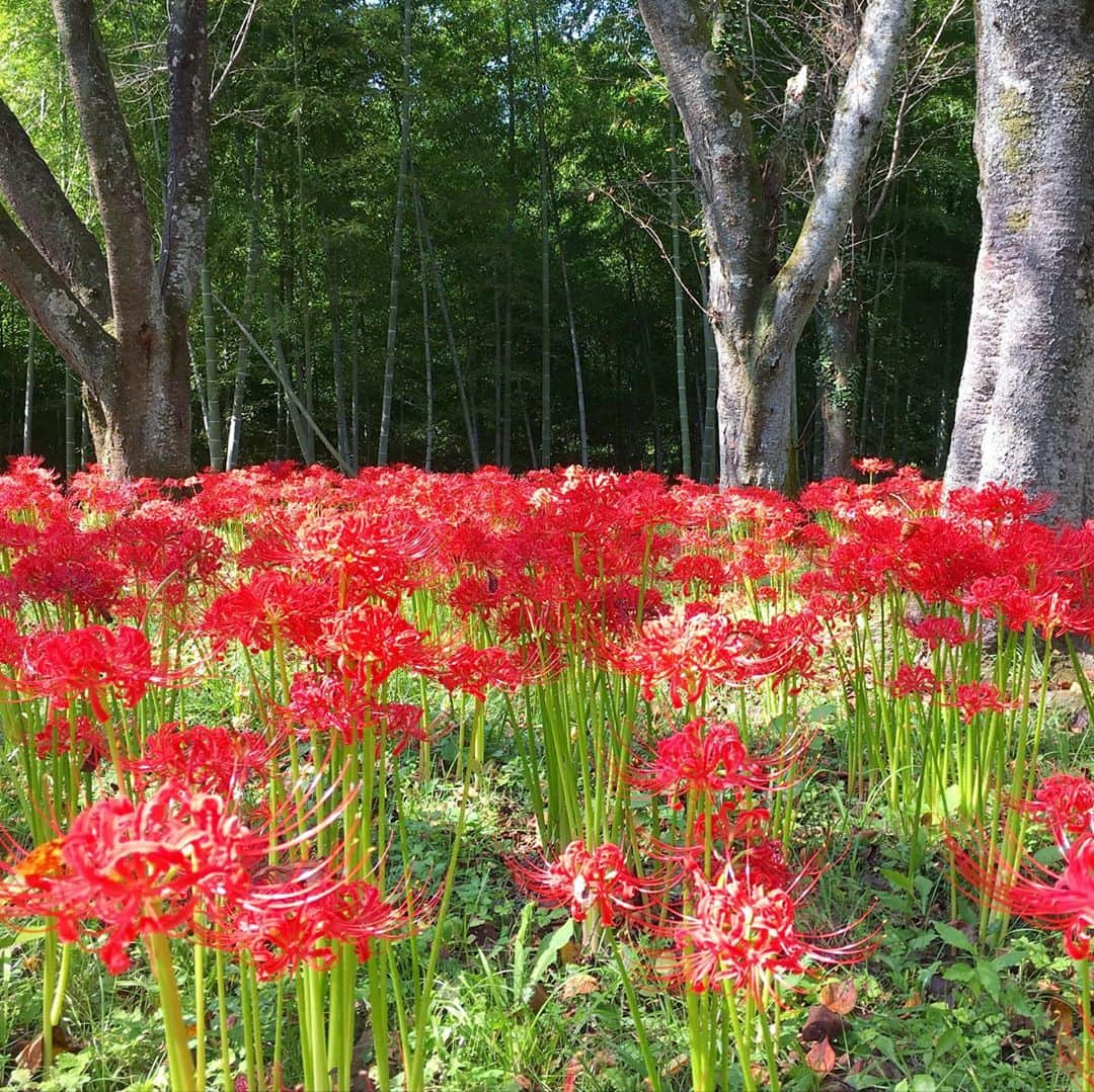 bon ponさんのインスタグラム写真 - (bon ponInstagram)「船岡城址公園の曼珠沙華(まんじゅしゃげ)が見頃だとTVのニュースで知って、見に行って来ました。 ・ 曼珠沙華は「天上の花」という意味で、良いことが起こる前触れには赤い花が天からふってくるといういい伝えがあるそうです。25万本の曼珠沙華(彼岸花)が咲き誇り、公園を赤く染めていました😍😍 ◆開催期間／2019年9月14日(土)〜10月6日(日) 当初は9月29日までの予定でしたが、1週間延長になりました。 ◆場所／柴田町船岡城址公園 ・ ・ #曼珠沙華まつり #船岡城址公園 #曼珠沙華 #彼岸花 #夫婦 #60代 #ファッション #コーディネート #リンクコーデ #夫婦コーデ #グレイヘア #白髪 #共白髪 #couple #over60 #fashion #coordinate #instafashion #instagramjapan #greyhair #bonpon511」10月1日 19時40分 - bonpon511