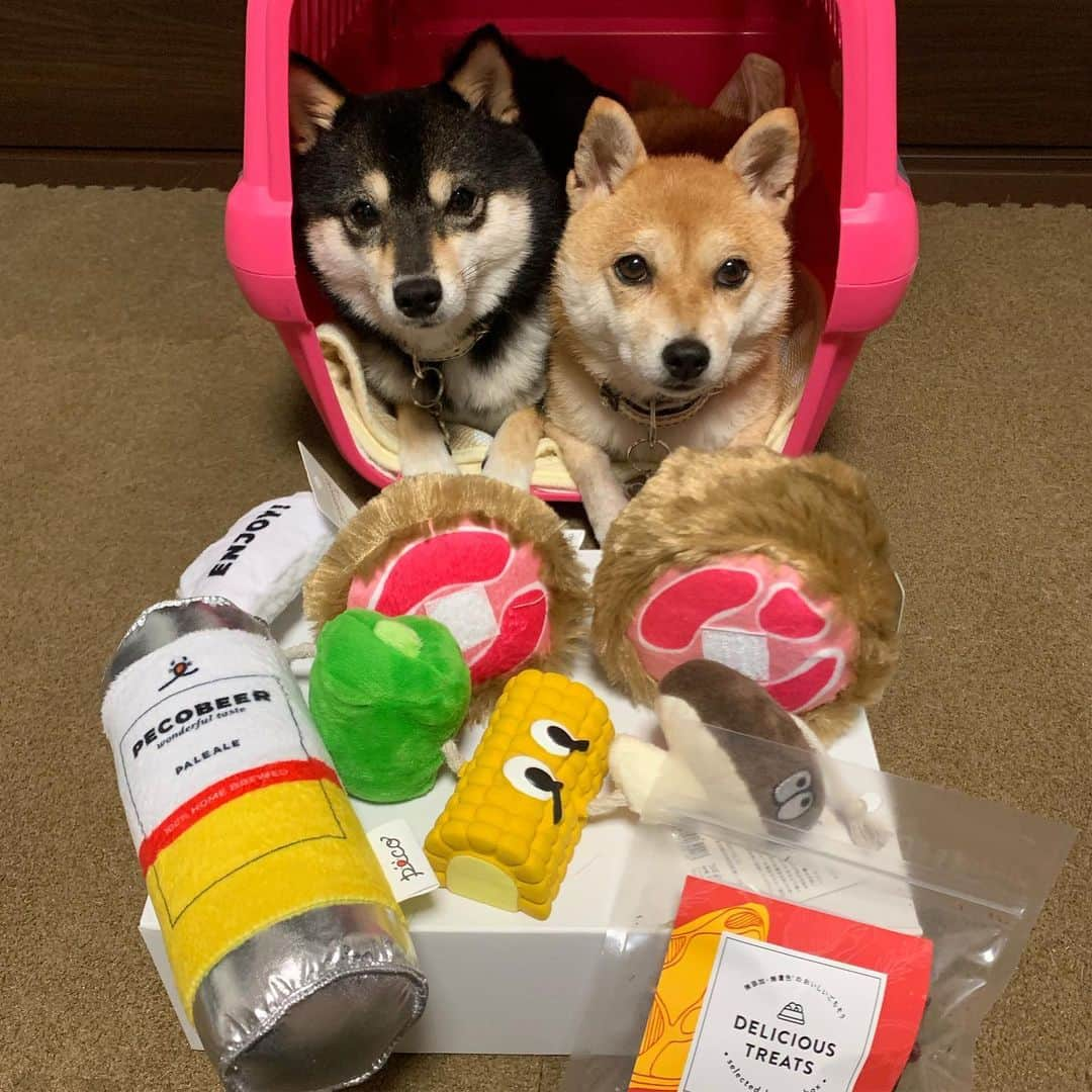 豆柴なつ&ふゆさんのインスタグラム写真 - (豆柴なつ&ふゆInstagram)「Peco box arrived😆‼️ pecoボックスが届いたよ😆‼️ #pecobox #ペコボックス #バーベキュー #bbq #オモチャ #オヤツ #柴犬#shiba #shibainu #shibastagram #shibamania #sweet #shibainumag_feature #doglove #instafollow #dogstagram #dogoftheday  #instashiba #thedailyshibainu #🐕📷 #ふわもこ部#love#theshibasociety #mameshiba  #犬#柴#proudshibas #cutepets #柴犬マニア」10月1日 20時47分 - mameshiba.natsuinu56