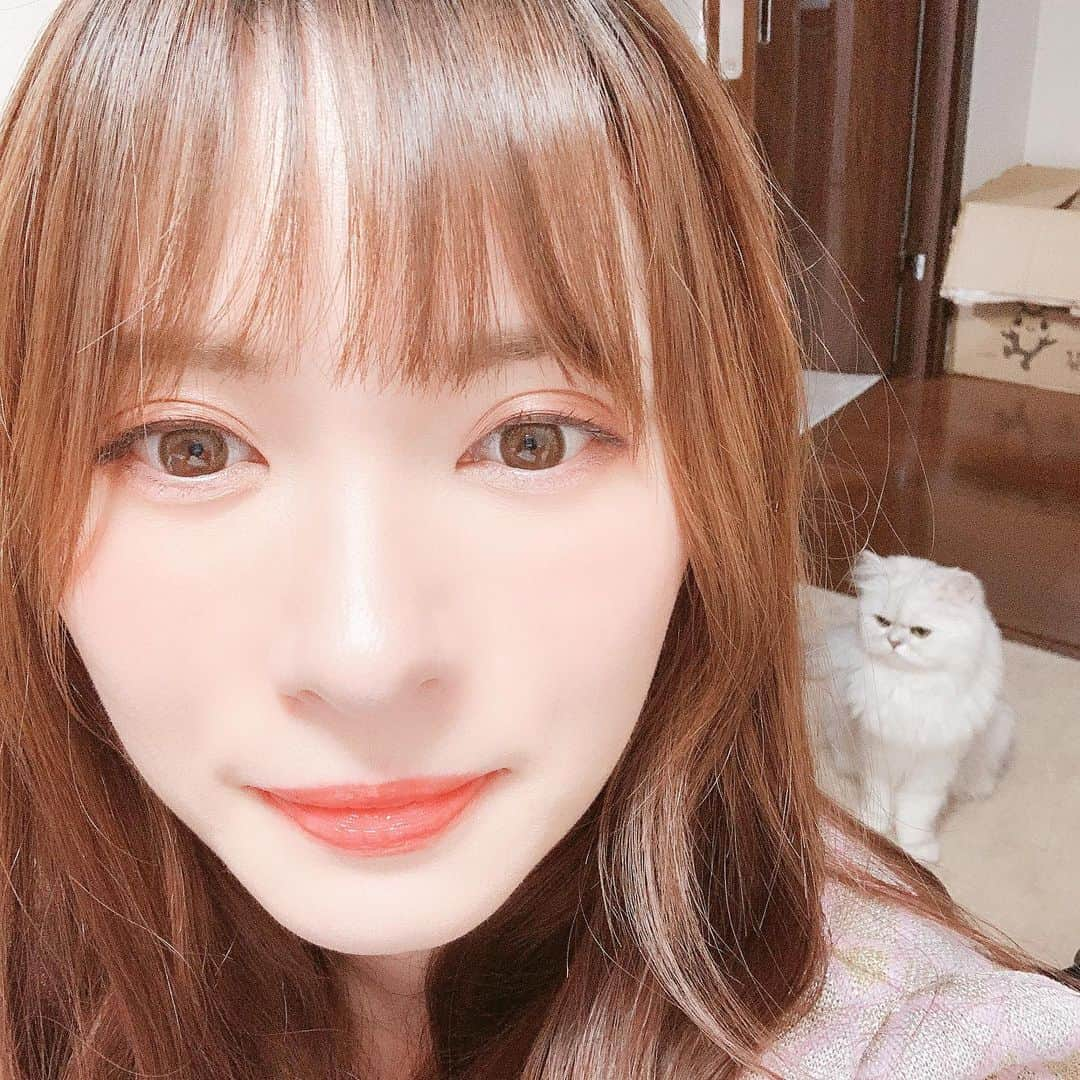 河西美希さんのインスタグラム写真 - (河西美希Instagram)「珍しく抱っこなしでツーショット撮れた😽❣️嬉しい  #今日めっちゃ鳴く #ササミいつも感想のやつだから茹でたやつあげてみようと思ってあげたら用心深く食べなかった #なんなん？ #ペルシャ猫 #チンチラシルバー #ねこすたぐらむ #ねこさん #ふぉーさん #CAT #ネッコ」10月1日 21時00分 - mikipon1111