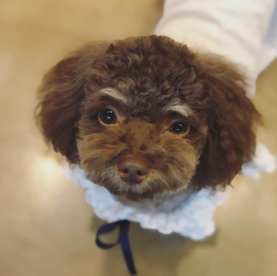 ユン・ウネさんのインスタグラム写真 - (ユン・ウネInstagram)「예뻐진 기쁨이~~~아우 예뽀라~~🐶💕」10月1日 23時31分 - y1003_grace