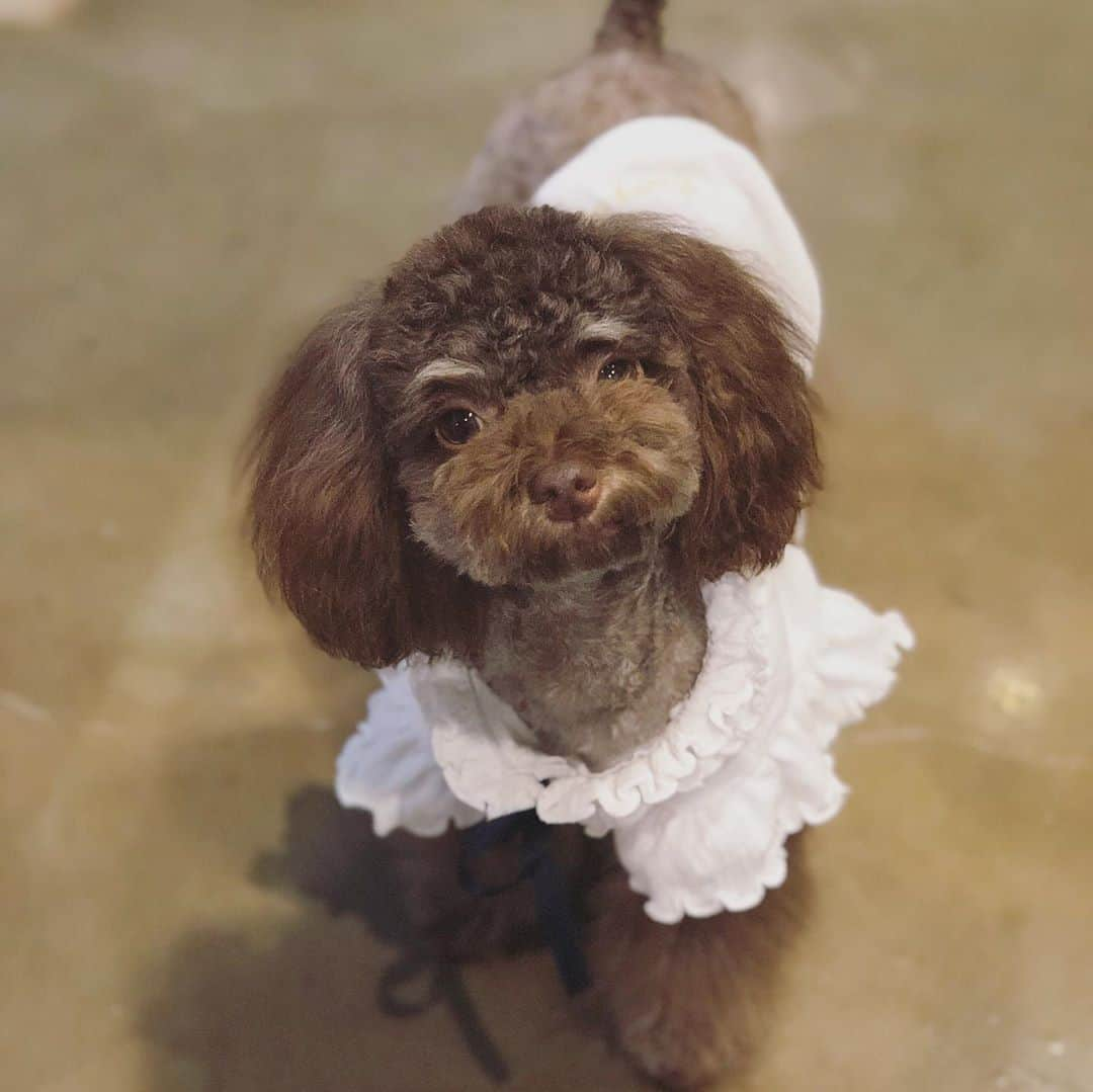 ユン・ウネさんのインスタグラム写真 - (ユン・ウネInstagram)「예뻐진 기쁨이~~~아우 예뽀라~~🐶💕」10月1日 23時31分 - y1003_grace