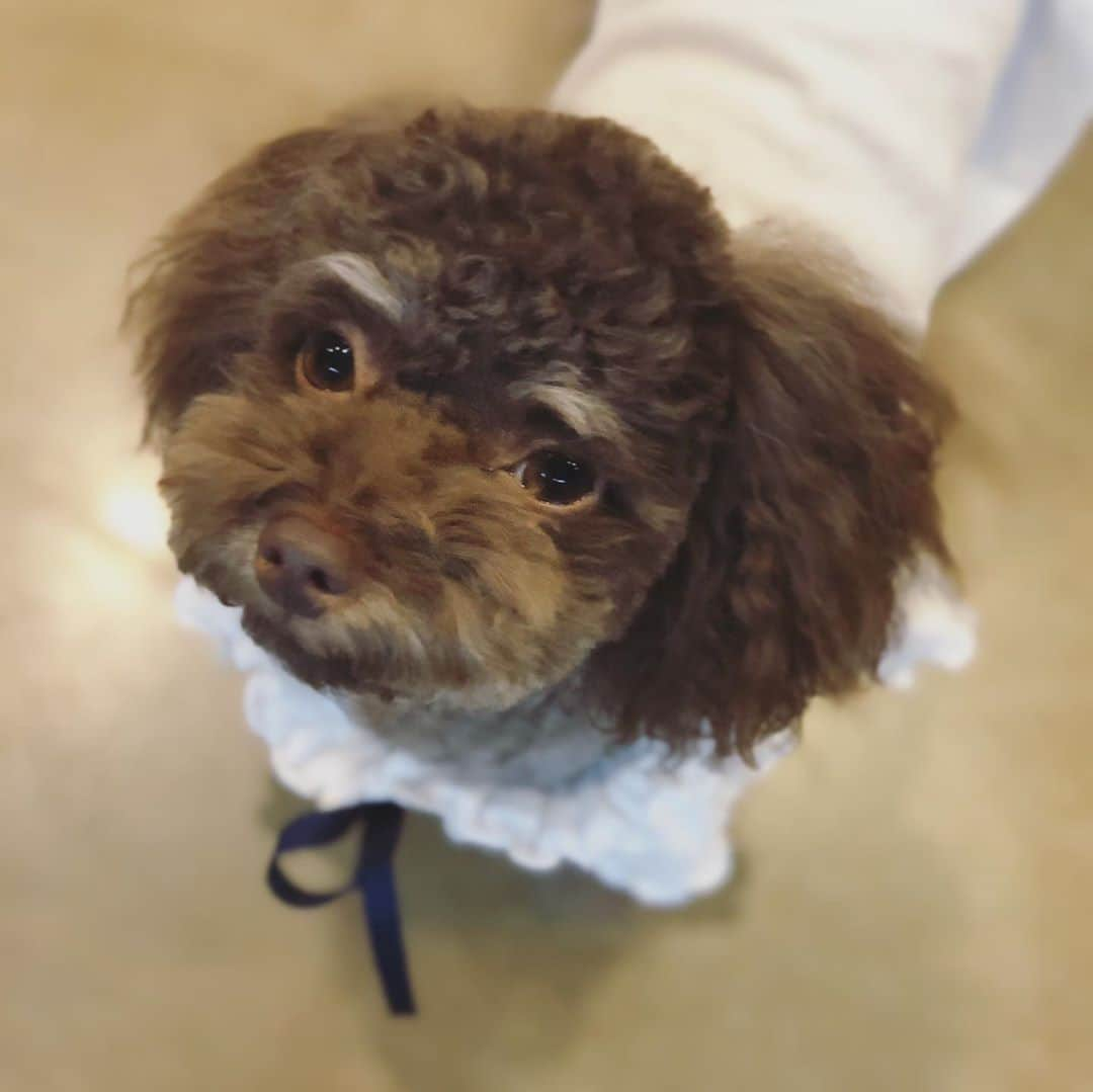 ユン・ウネさんのインスタグラム写真 - (ユン・ウネInstagram)「예뻐진 기쁨이~~~아우 예뽀라~~🐶💕」10月1日 23時31分 - y1003_grace