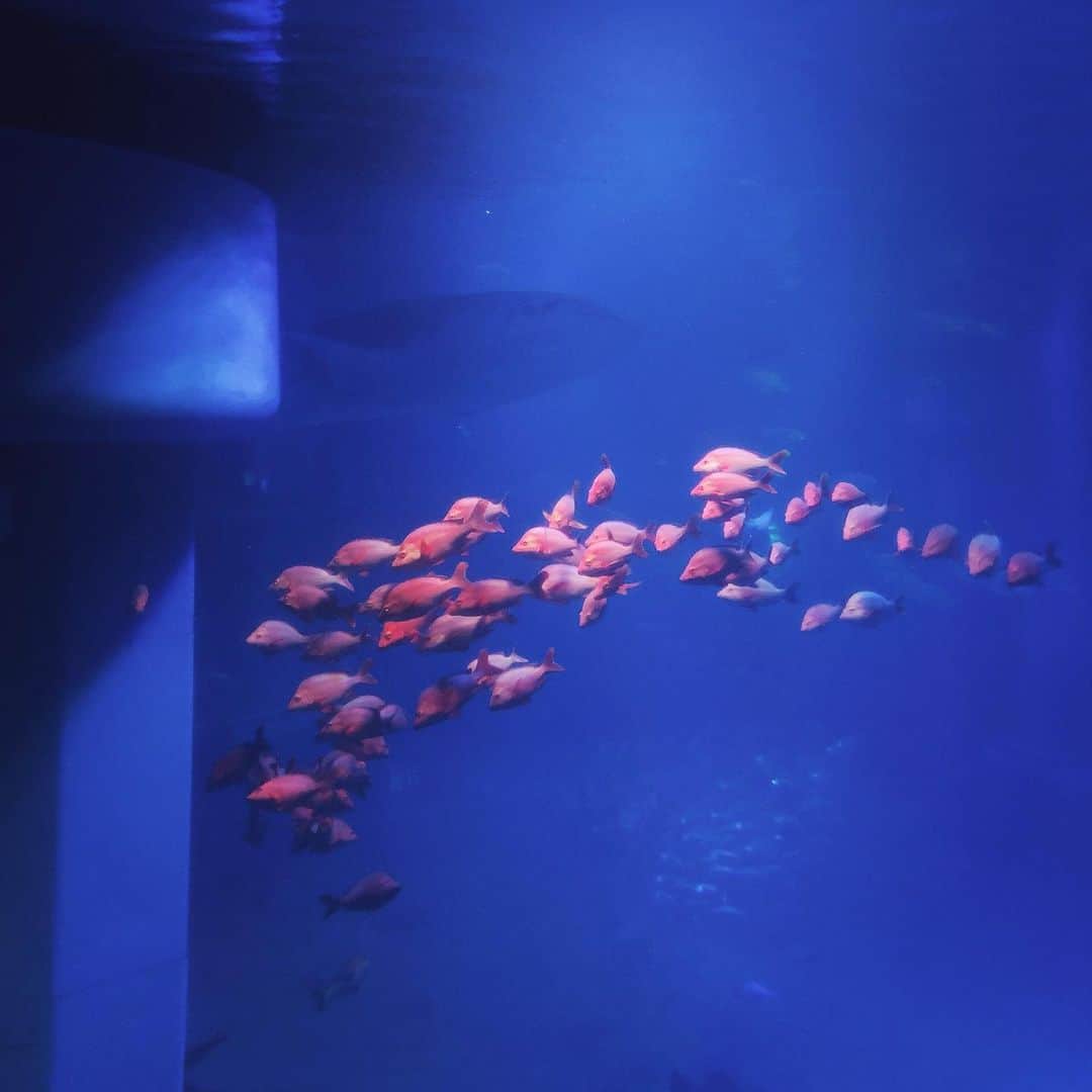 のインスタグラム：「#海遊館  音声ガイドで楽しみました。」