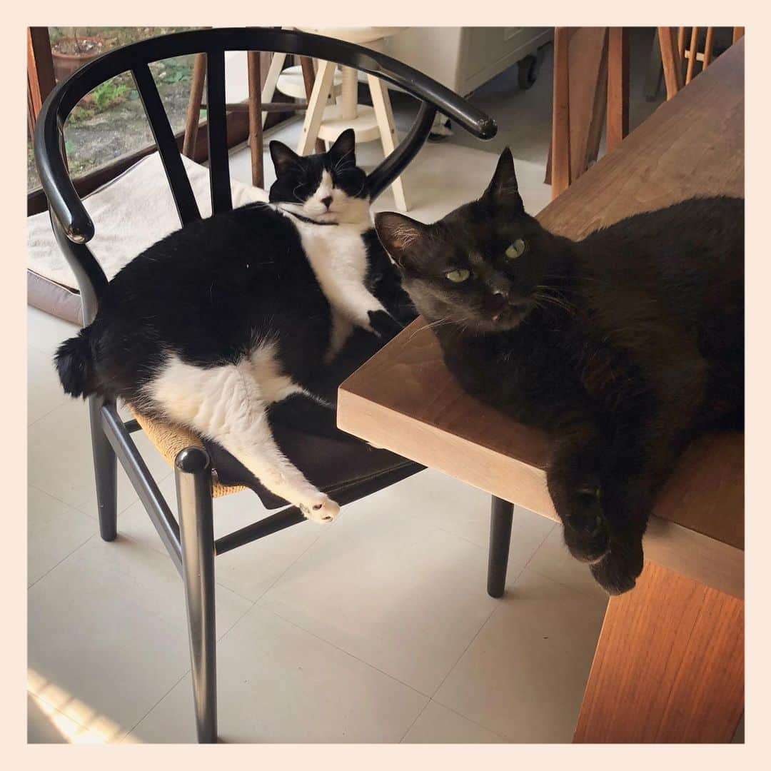 パンといっぴきさんのインスタグラム写真 - (パンといっぴきInstagram)「#元保護猫 #白黒猫 #ハチワレ #blackandwhitecat #tuxedocat #元野良猫 #黒猫 #blackcat」10月2日 2時11分 - kwhr725