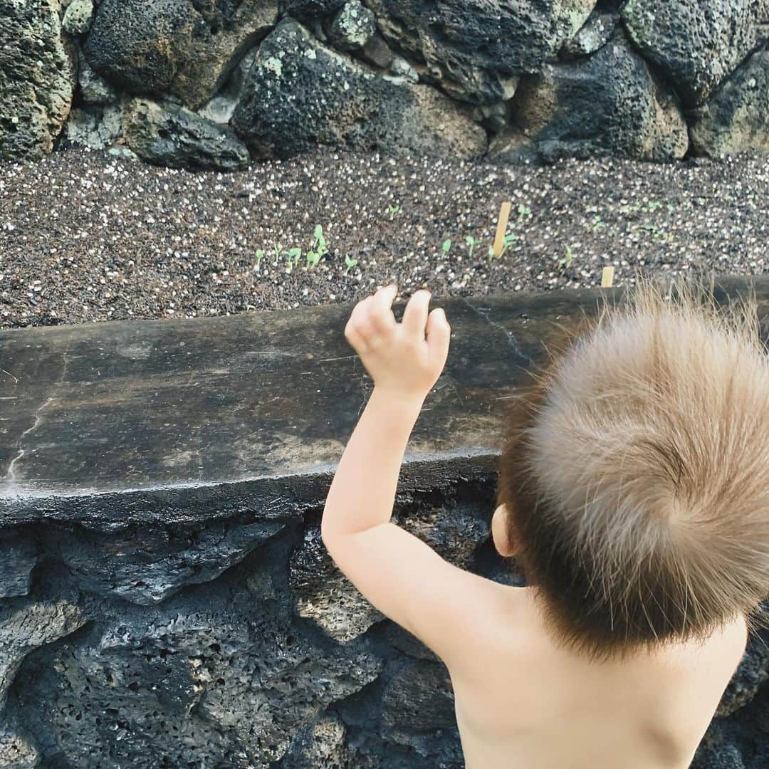 吉川ひなのさんのインスタグラム写真 - (吉川ひなのInstagram)「芽が出たよ🌱  自然の力には感動するばかり🌏✨ #息子HawaiiLife  #HinanoSustainableLife」10月2日 3時22分 - hinanoyoshikawa