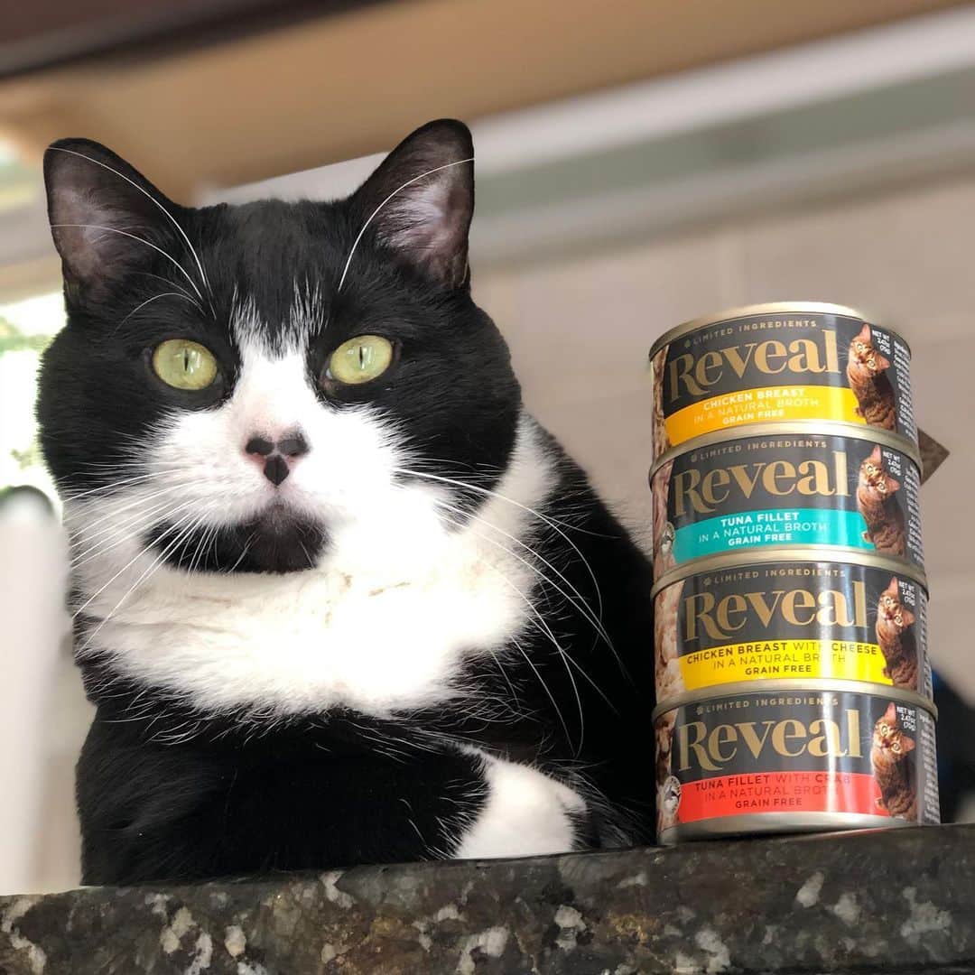 Tuxedo Cat Brosのインスタグラム：「We're thrilled to partner with @revealpetfood to introduce you and your cat to your new favorite cat food! #ad I cannot remember the last time all three of my boys wholeheartedly agreed on the same wet cat food. Usually, one or two will turn their noses up at dinnertime, but I’m seeing bowls licked clean every night now! Reveal is grain-free and made with truly limited ingredients with flavors like Tuna Fillet with Crab and Ocean Fish - all in a natural broth that the boys go nuts for. You can learn more about #revealpetfood and where you can buy it by following the link in our profile. And don't forget to check out our stories today to watch the TuxedoTrio go nuts for their new obsession! (Not affiliated with Instagram)」