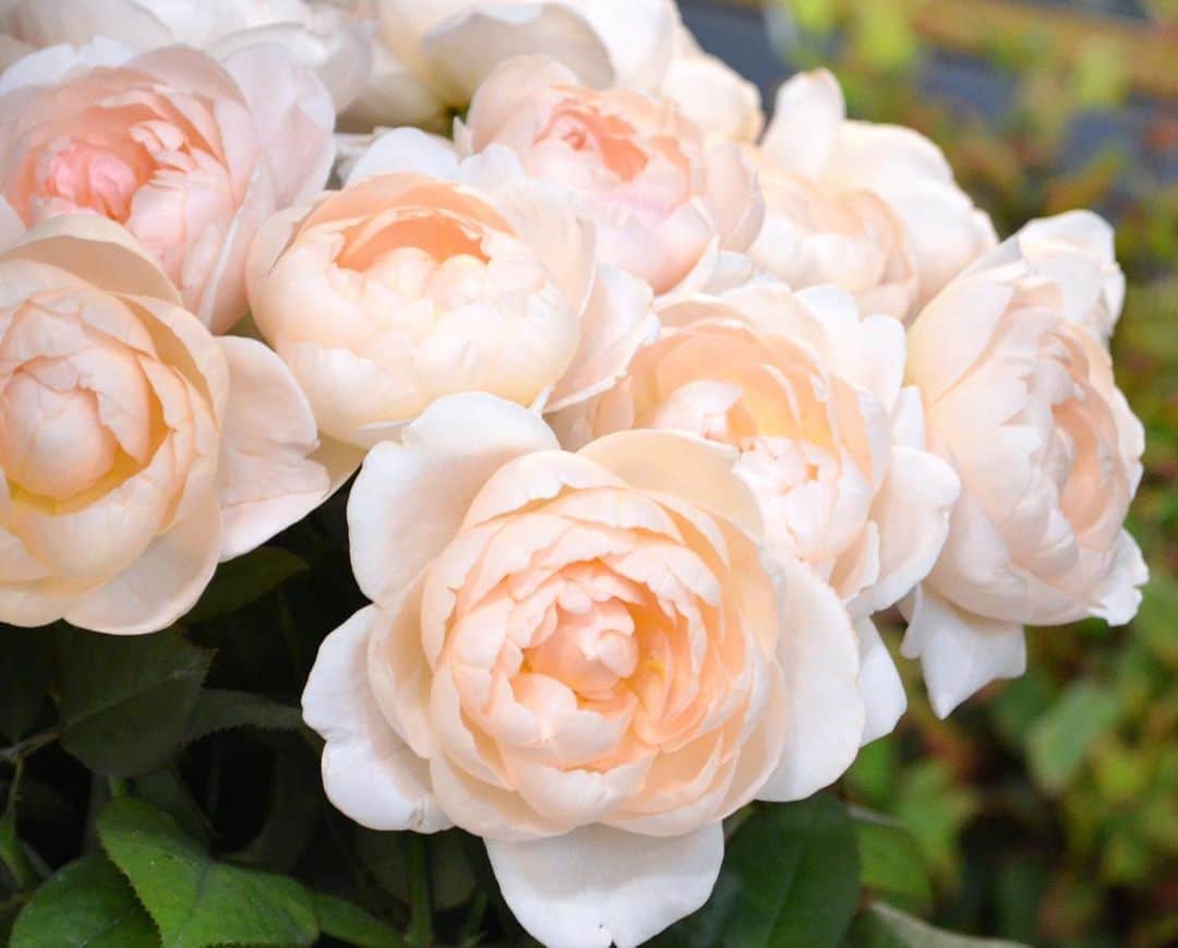 AOYAMA_HANAMOさんのインスタグラム写真 - (AOYAMA_HANAMOInstagram)「バラは香りのあるものと、そうでない品種があります。 こちらのアンブリッジローズという品種は、香りがあるタイプ。甘さの中に清々さがある香りで、思わずうっとり…。 アプリコットピンクの花色は上品な印象で、ブライダル用のブーケとしても人気です。 --- #aoyamahanamo #flower #flowers #flowershop #florist #tokyo #aoyama #omotesando #webstagram #flowerstagram #instagood #followme #花 #花屋 #フラワー #マクロ萌え部 #ザ花部 #花のある暮らし #花のある生活 #花育 #東京 #青山 #表参道  #バラ #アンブリッジローズ #いい香り #rose #フラワーギフト #flowergif」10月2日 17時07分 - aoyama_hanamo