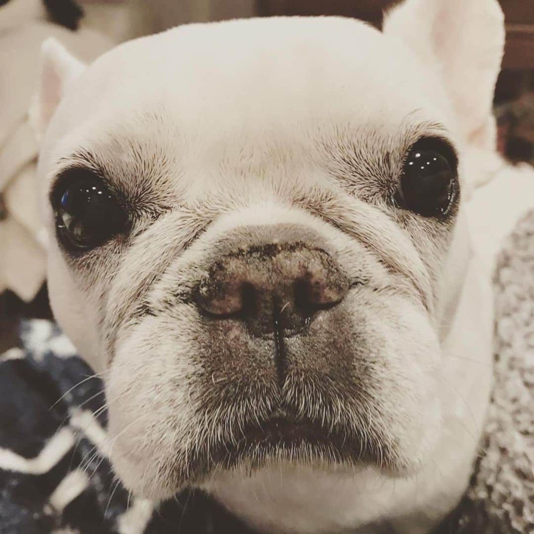 藤田朋子さんのインスタグラム写真 - (藤田朋子Instagram)「＃フレンチ #フレンチブル #フランス #アコーディオン #桑山哲也 #ライブ #てっちゃんのアコーディオンを聞いてみたい という声が多いのです。やりますよ！ライブ！ @6ppon.birdland #六本木バードランド #夏目友人帳 #すごいコラボ #アニメ #サントラ #けきぱん #ピアニスト #吉森信 #ヨシモリマコト #チケット発売中 2019/11/15 金曜日🎃」10月2日 9時33分 - chiendormant