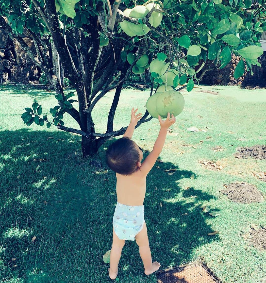 吉川ひなのさんのインスタグラム写真 - (吉川ひなのInstagram)「ぼく、お庭のフルーツを収穫します🍐  #息子HawaiiLife #HinanoSustainableLife #organicdiaper」10月2日 9時51分 - hinanoyoshikawa