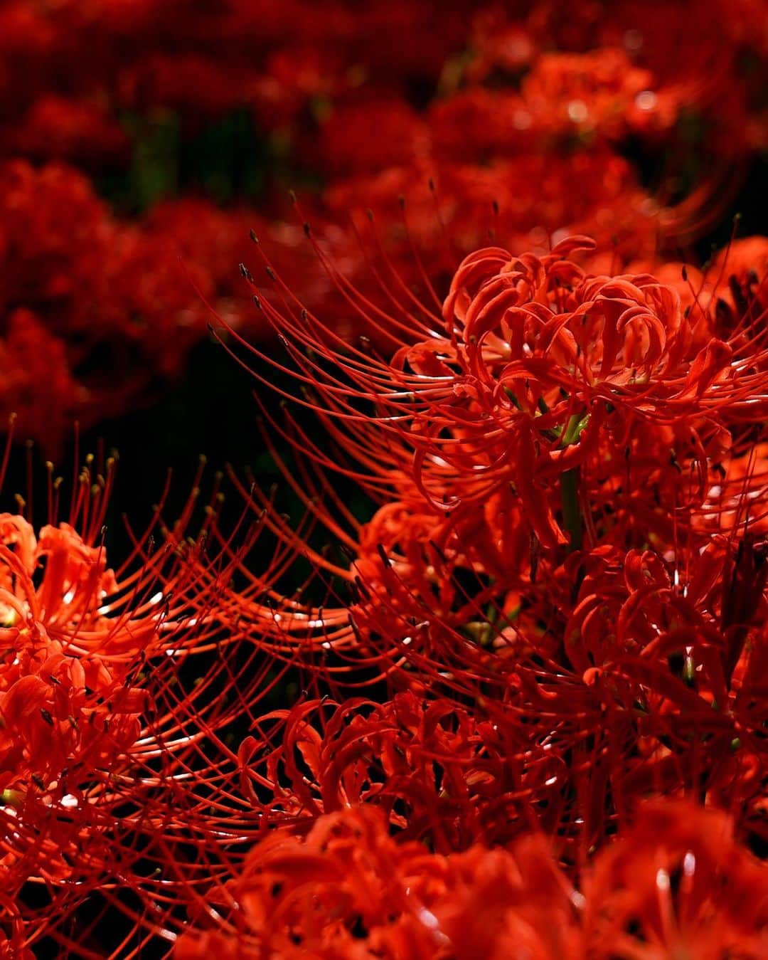 masayaさんのインスタグラム写真 - (masayaInstagram)「Red spider Lilies #曼珠沙華 #彼岸花 #巾着田  #Kinchakuda  #Saitama #Japan #埼玉県 #日高市 #曼珠沙華 #flowers #花 #red」10月2日 11時56分 - moonlightice