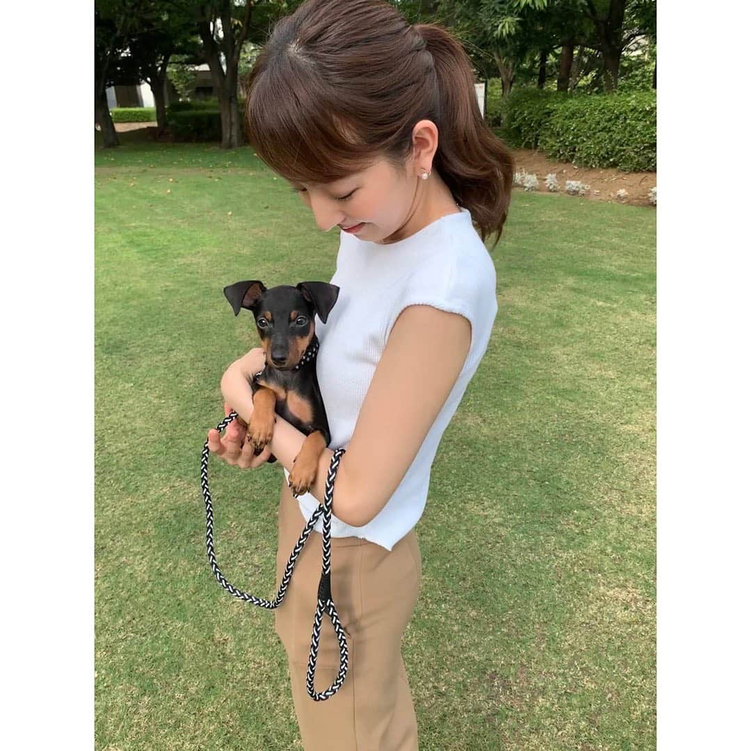 伊藤弘美さんのインスタグラム写真 - (伊藤弘美Instagram)「☺︎﻿ ﻿ 新しい家族をお迎えしました🐾﻿ ミニチュアピンシャーの男の子🐶﻿ 名前はラスティです☀️﻿ ﻿ お土産でいただいたミッキーのお洋服着ました😊﻿ ﻿ とても元気で甘えん坊なラスティに﻿ 日々手を焼きながら癒されてます❣️﻿ ﻿ #ミニチュアピンシャー #ミニピン #ブラックタン﻿ #子犬#愛犬 #ペット #よろしくね #miniaturepinscher #minipin」10月2日 12時50分 - hiromi_ito831