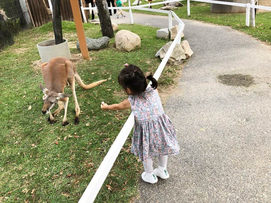 林香里さんのインスタグラム写真 - (林香里Instagram)「・ ・ 代休は仲良しのお友達4親子で 久しぶりに神戸どうぶつ王国へ🦉🦆🦜🐇 凄く近い距離で触れ合えるからいろんな事に 興味津々な娘も一緒に楽しめたぁー😌👍🏻 皆に混じって、ちゃっかり餌やりしてる 感じがホント二人目って感じで面白い🤣💯 #kids#love#bestie#mama」10月2日 13時34分 - kaori_hayashi1203