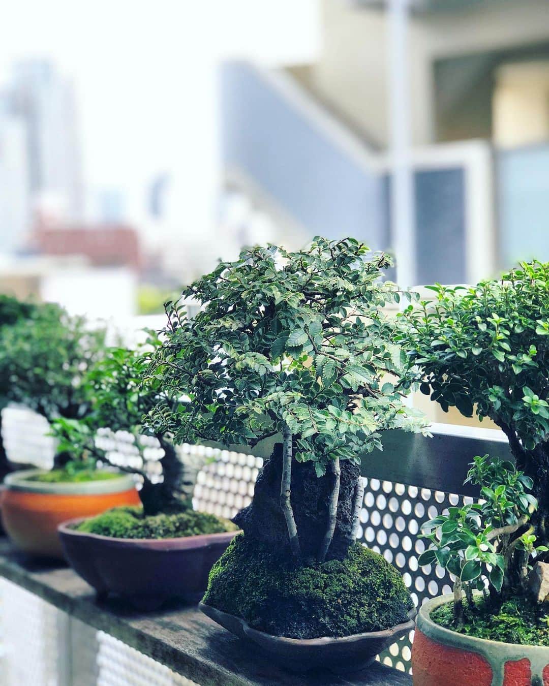 金成公信のインスタグラム：「#盆栽 #bonsai #bonsaijapan #japanesebonsai #wabisabi #bonsailovers #bonsailife #bonsaitree #bonsaiart #bonsaigram #bonsaiworld #plants #tree #greenlife #greenlifestyle #苔 #moss」