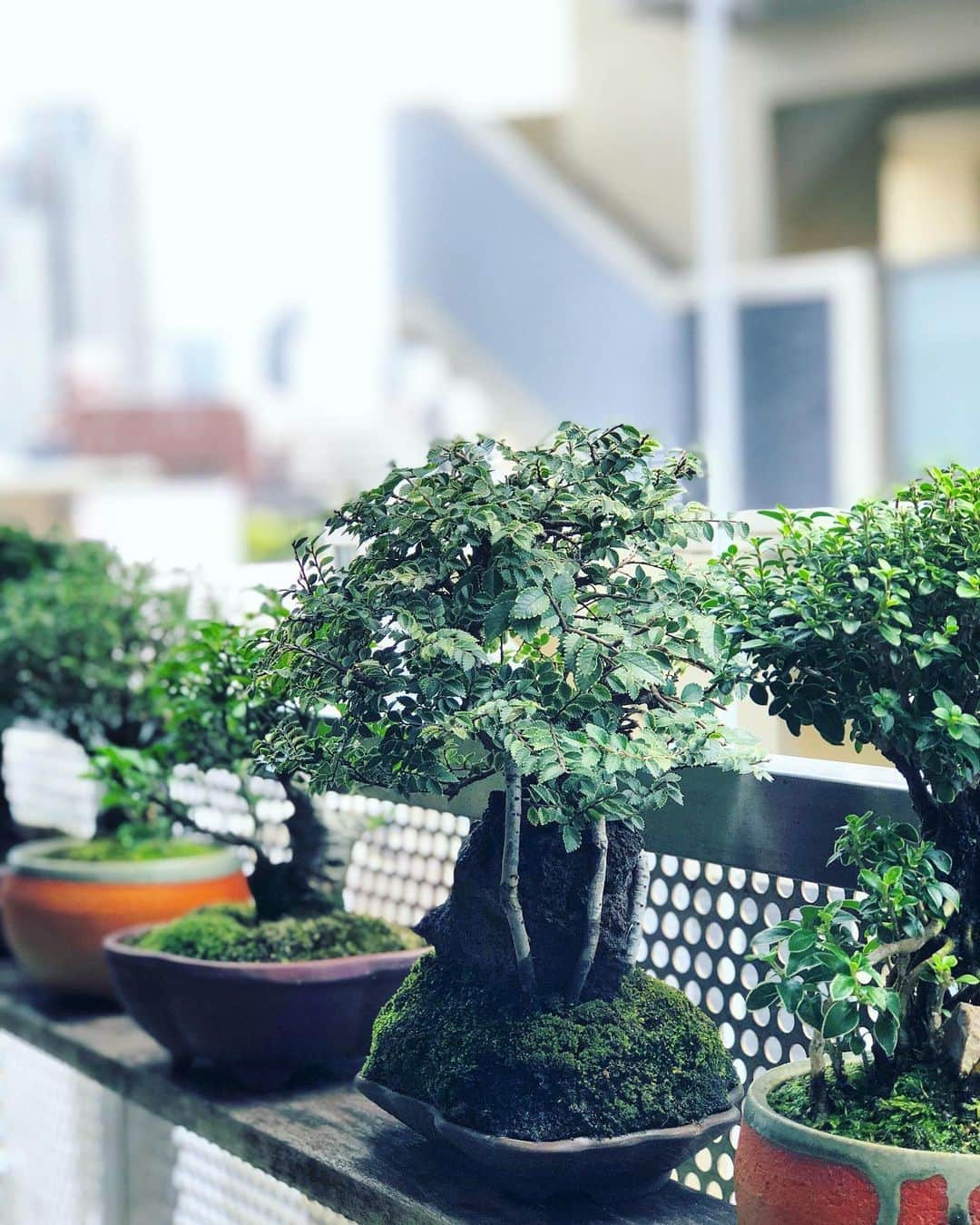 金成公信さんのインスタグラム写真 - (金成公信Instagram)「#盆栽 #bonsai #bonsaijapan #japanesebonsai #wabisabi #bonsailovers #bonsailife #bonsaitree #bonsaiart #bonsaigram #bonsaiworld #plants #tree #greenlife #greenlifestyle #苔 #moss」10月2日 14時13分 - bonsai_chiba