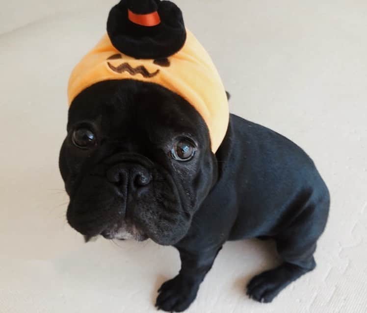 のインスタグラム：「ハロウィン準備中  #ハロウィンコスプレ #ハロウィン雑貨 #ハロウィンコス #ハロウィン #ハロウィーンコスプレ #ハロウィーン🎃 #ハロウィン装飾」