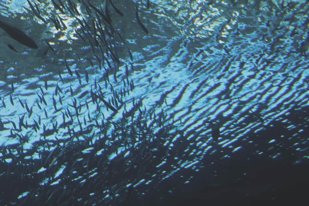 西潟茉莉奈さんのインスタグラム写真 - (西潟茉莉奈Instagram)「. . 鯉に餌あげたらたくさん寄ってきた😂！ . . #うみがたり #新潟」10月2日 14時56分 - marina_1016.n