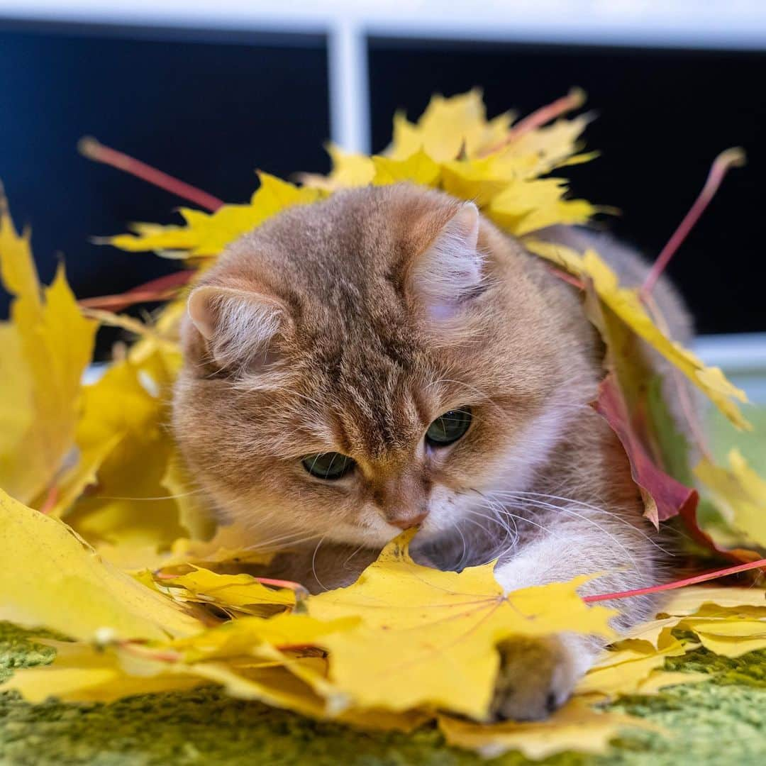 Hosicoさんのインスタグラム写真 - (HosicoInstagram)「Golden autumn 🍂🍁」10月2日 15時39分 - hosico_cat